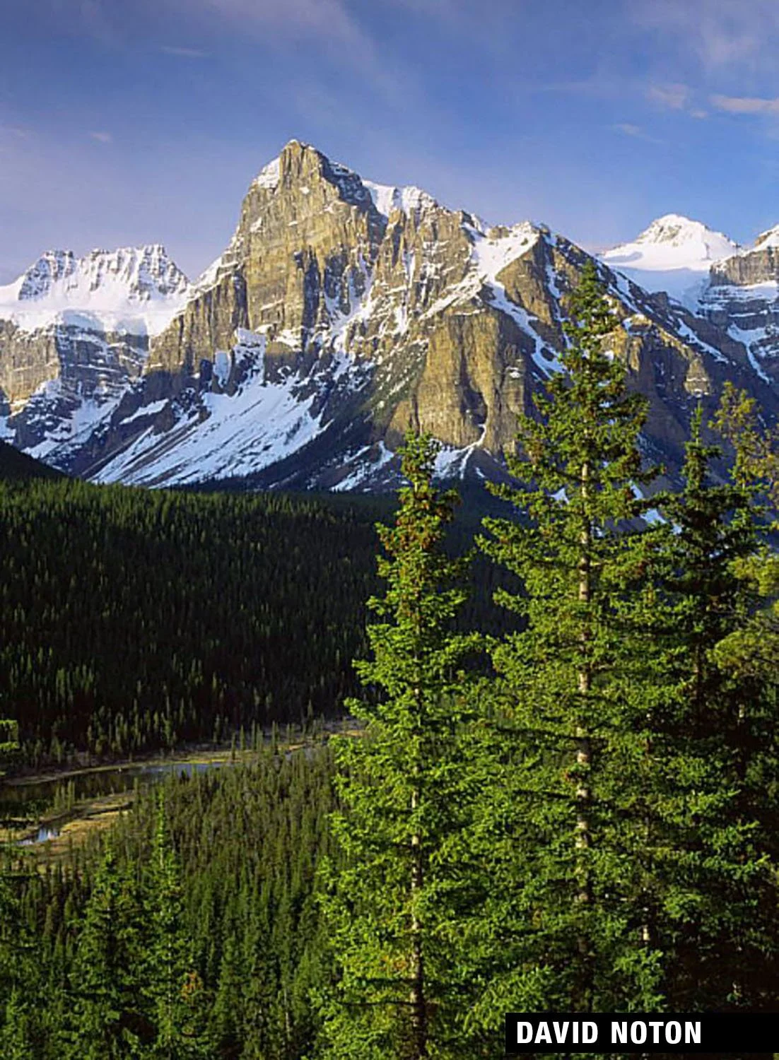 Snowy mountains, pine forest, and a valley below in Banff National Park.