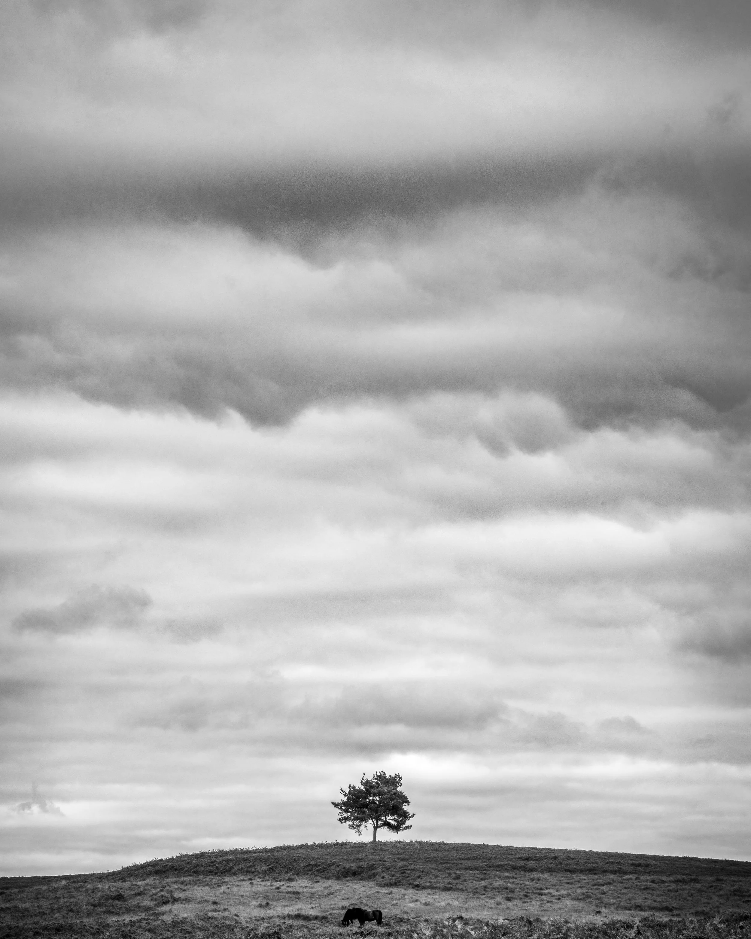 First image of a lone tree on a grey day