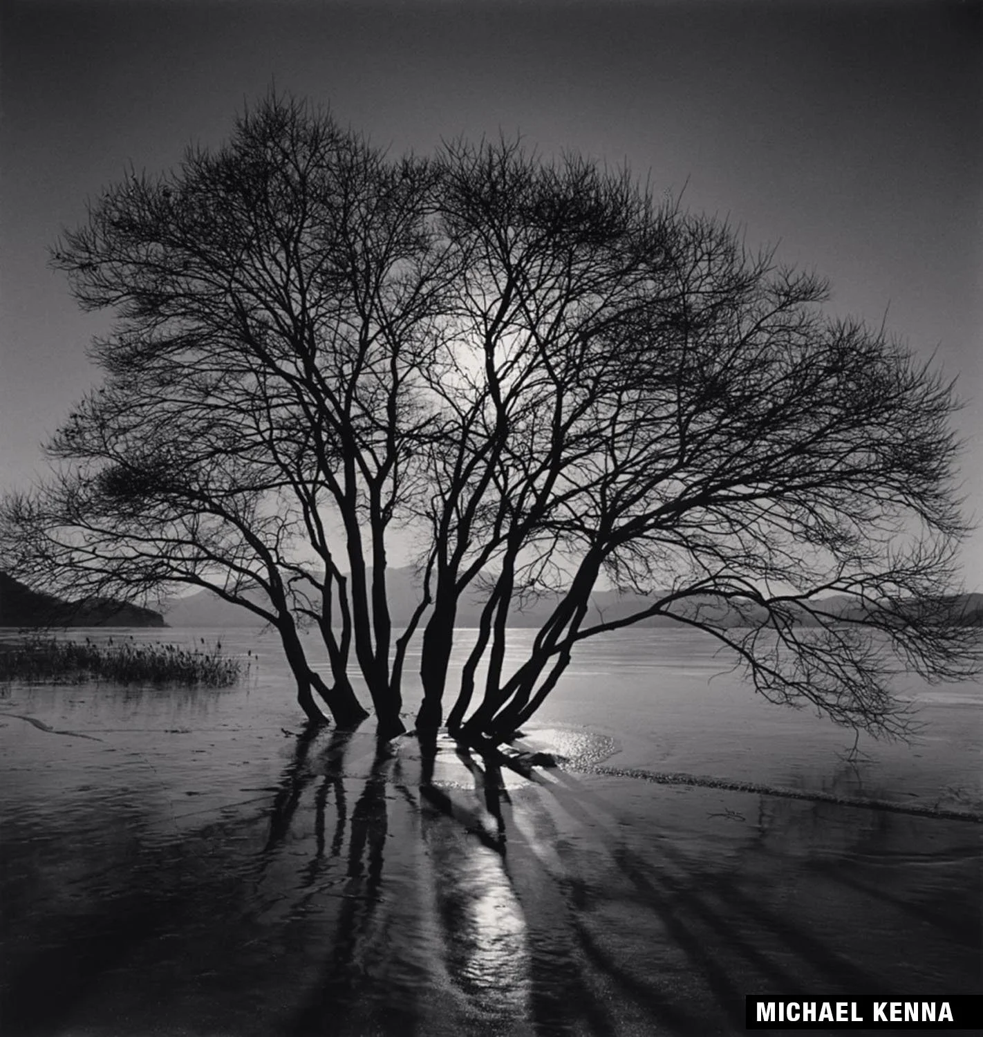 Black and white photograph of a silhouetted tree standing in water, with reflections.