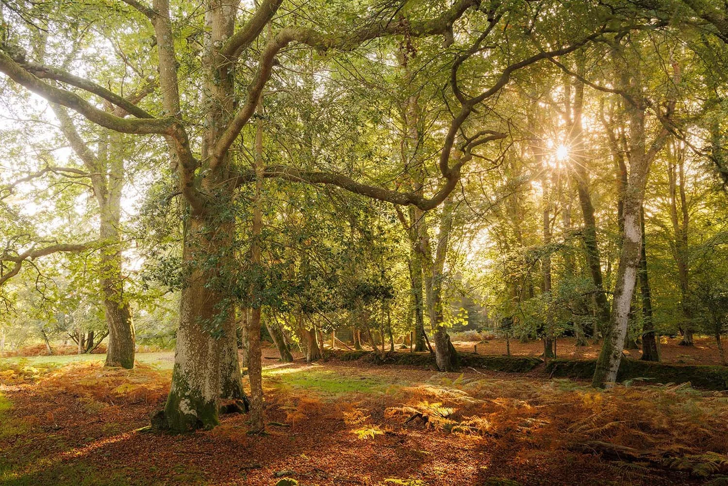 HDR forest photography capturing sunburst and high contrast