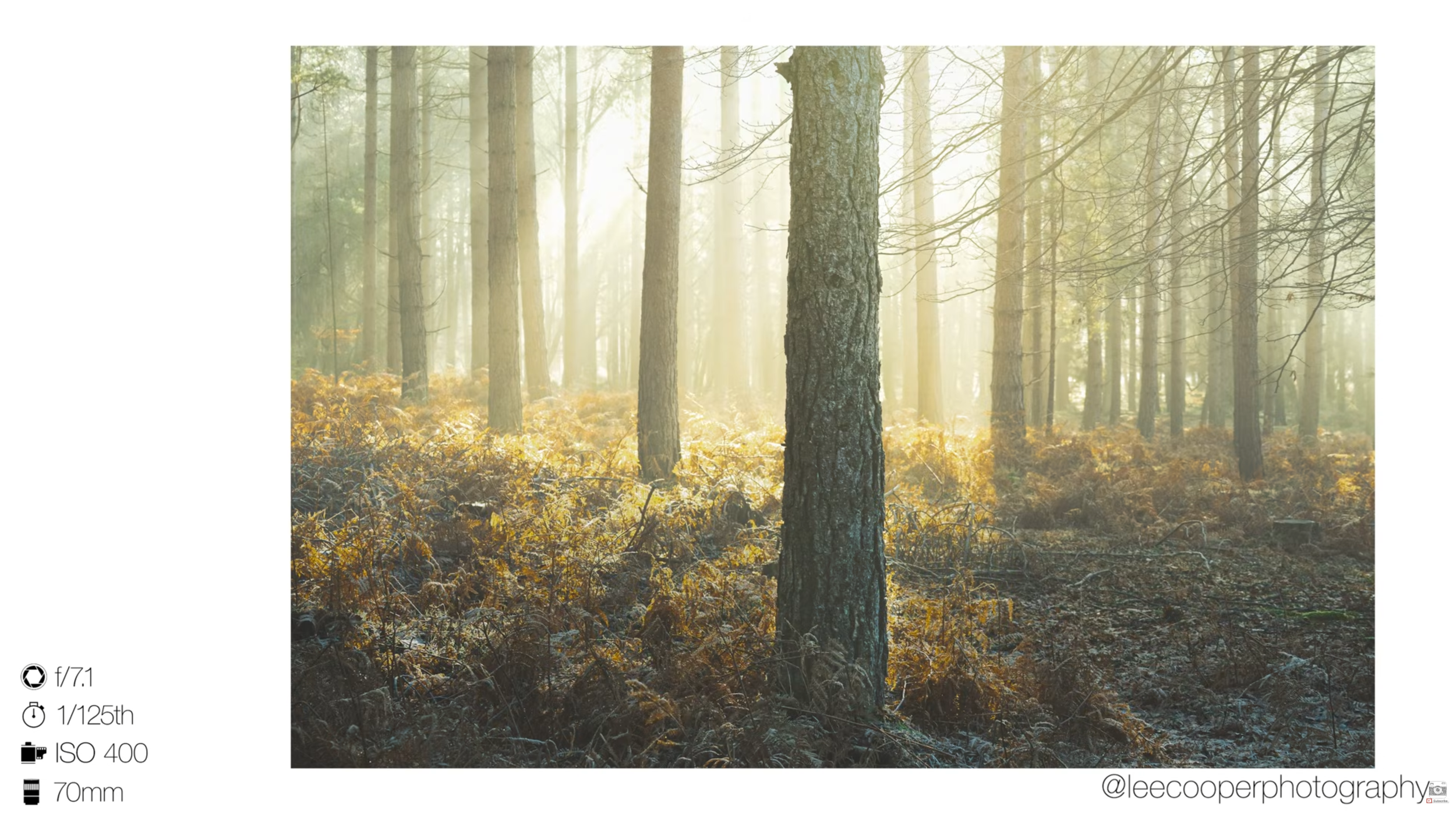 Forest photography tutorial showing a sunlit woodland scene with the camera settings used: f/7.1, 1/125 sec, ISO 400 and 70mm.
