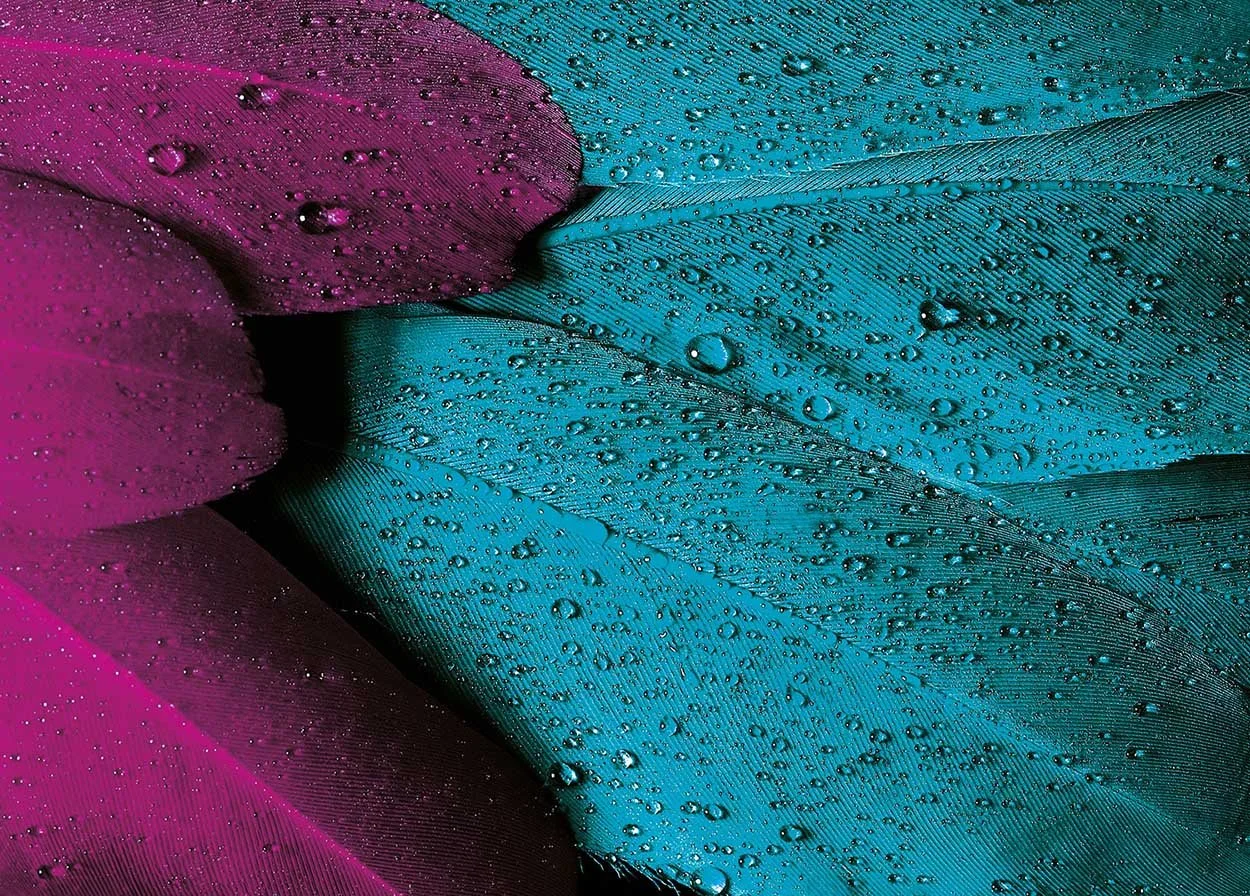 Macro Photography Ideas: 20 Creative Close-Up Photo Tips