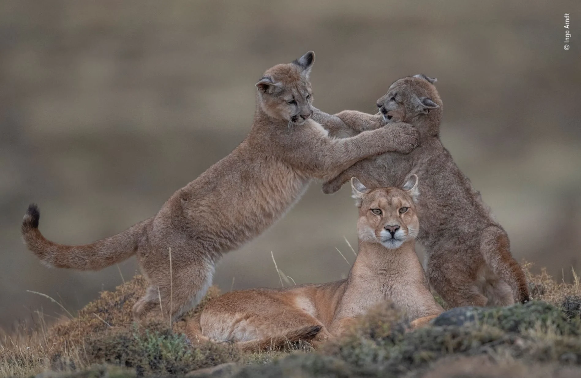 Copyright Ingo Arndt