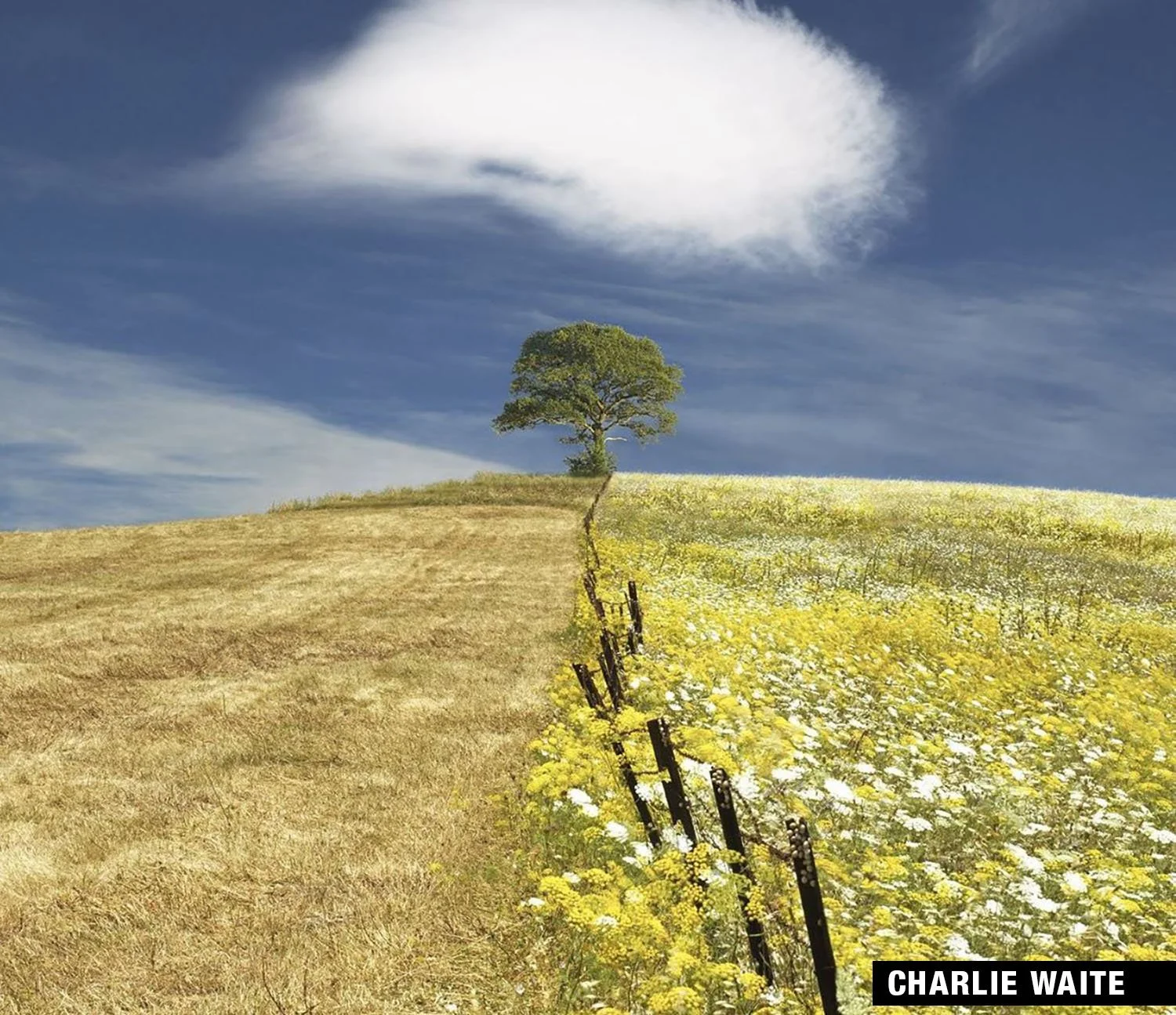 Lone tree on a hill, divided fields, fence, and sky with cloud.