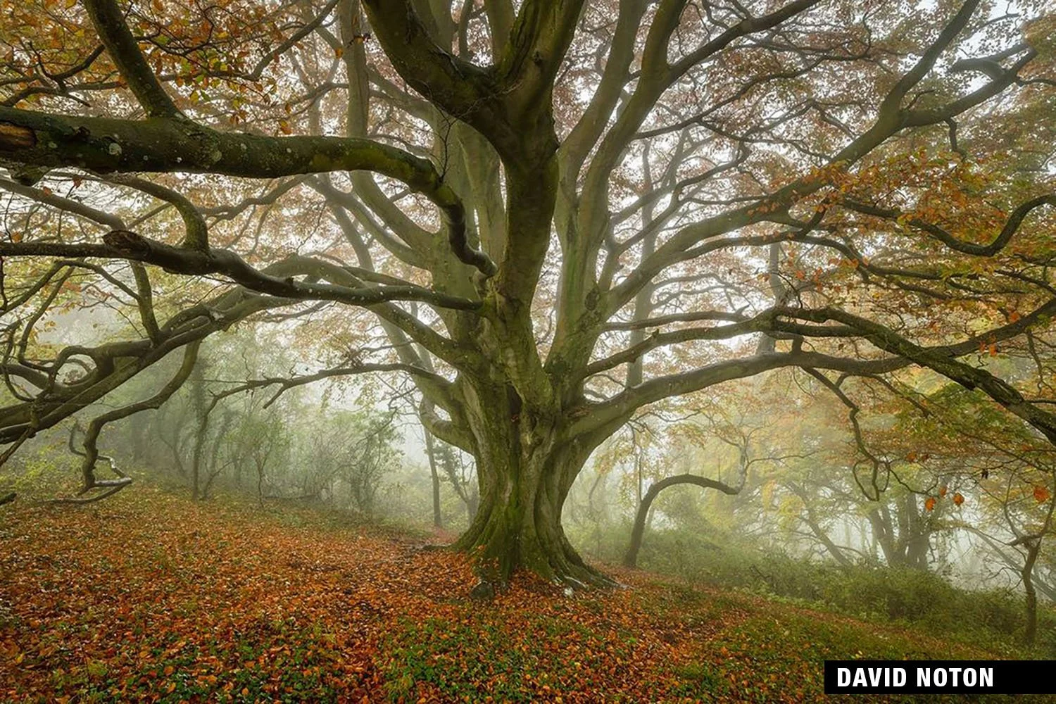 A majestic, gnarled tree in a foggy autumn forest, leaves covering the ground.