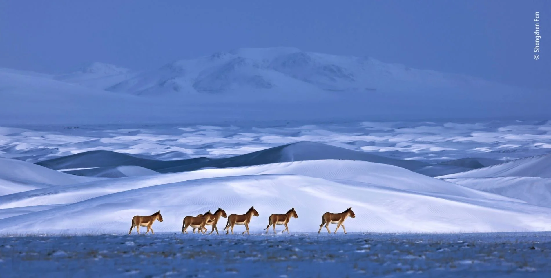 Copyright Shangzhen Fan