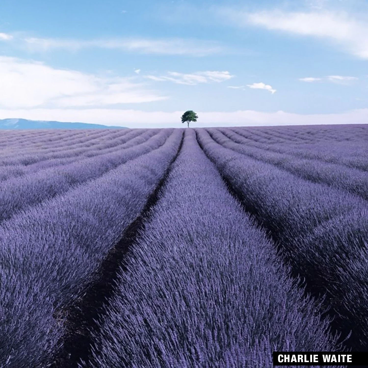 Vast lavender field stretching to a lone tree under a blue sky by Charlie Waite.