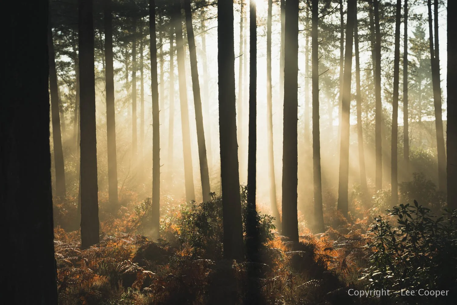 Sunlight through treets - forest photograpy