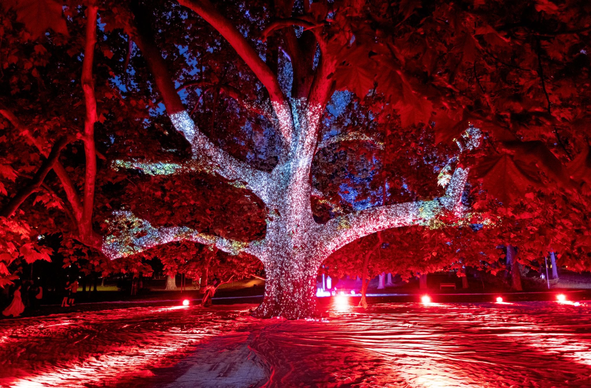 Albero decorato con luci natalizie rosse e bianche, illuminato di notte in un parco, con le foglie rosse e il cielo scuro sullo sfondo.