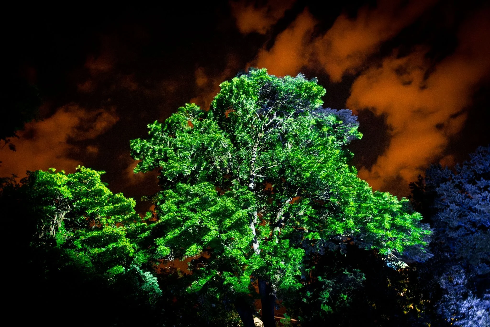 Albero illuminato di notte con nuvole arancioni nel cielo