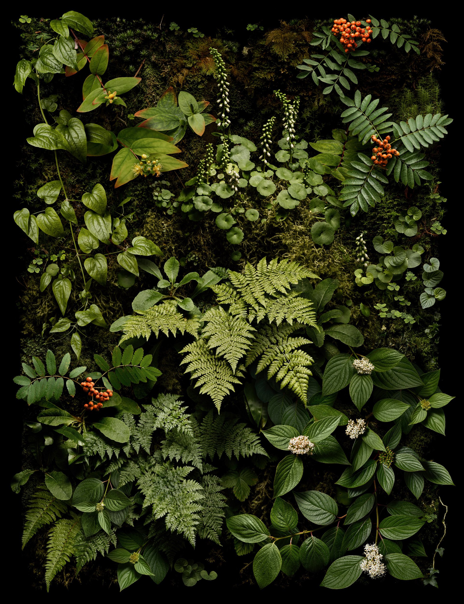 verdant rowan_1.jpeg