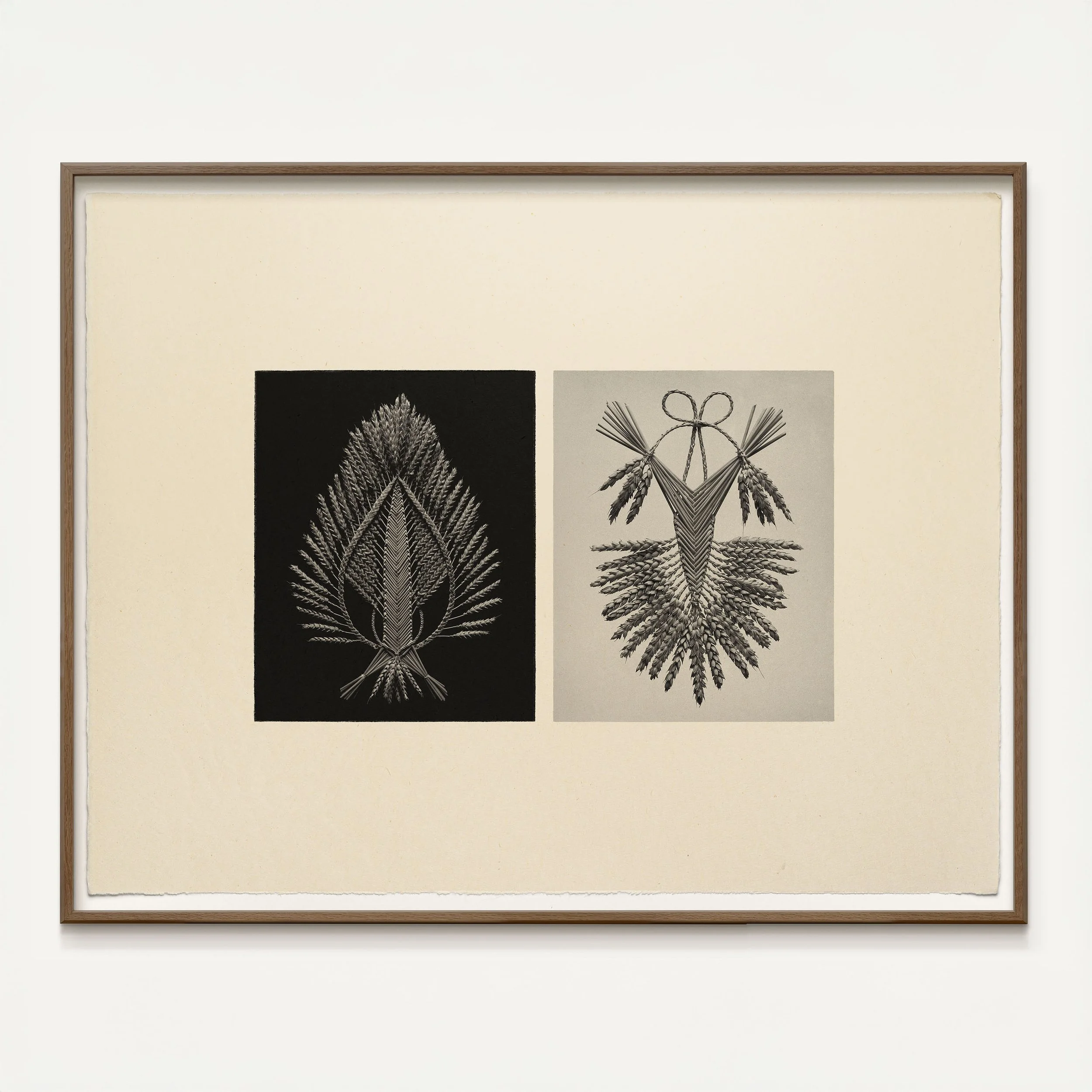 Lemma and Glume: Flame fan and Border Fan