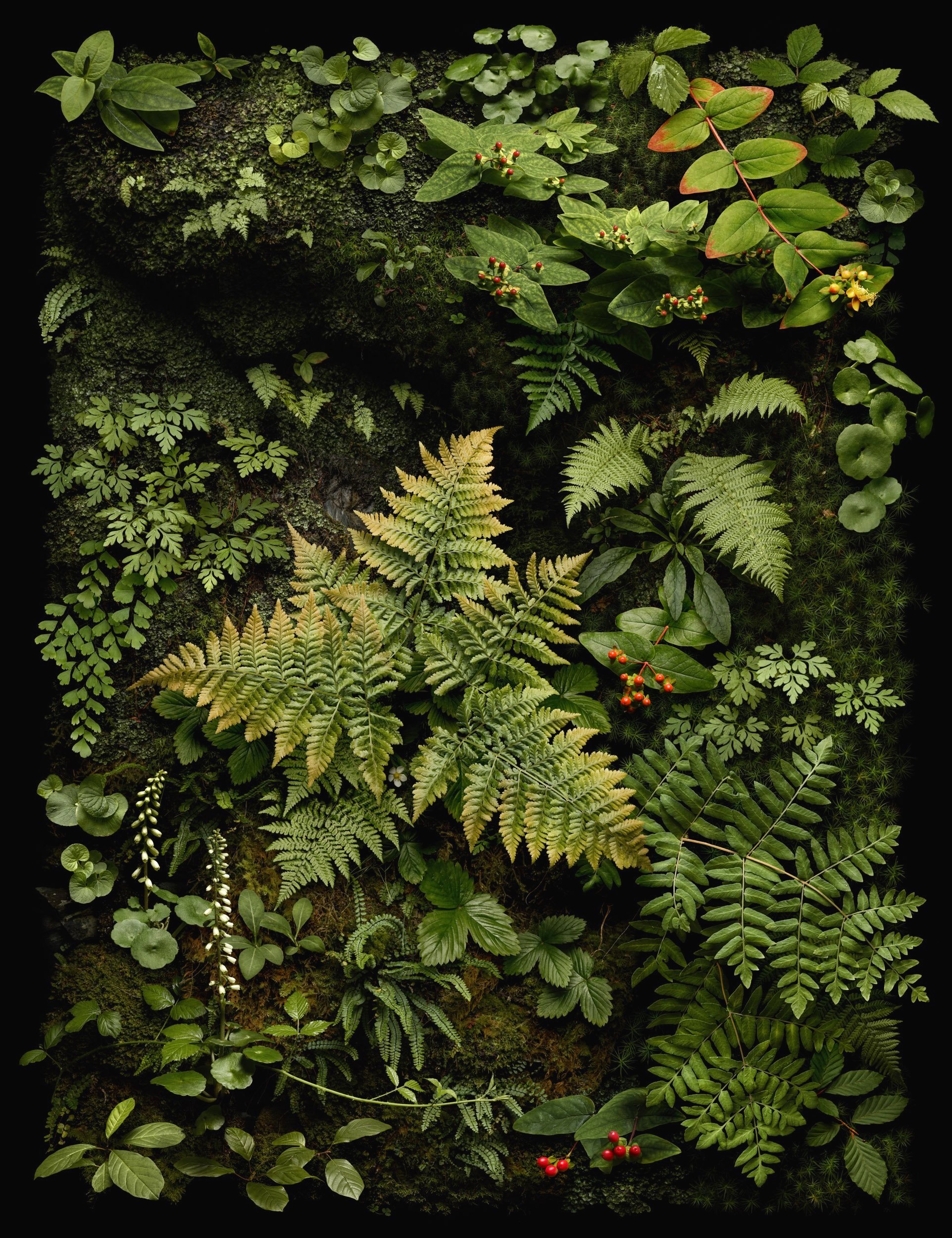 verdant Tutsan colur corrected_1.jpg