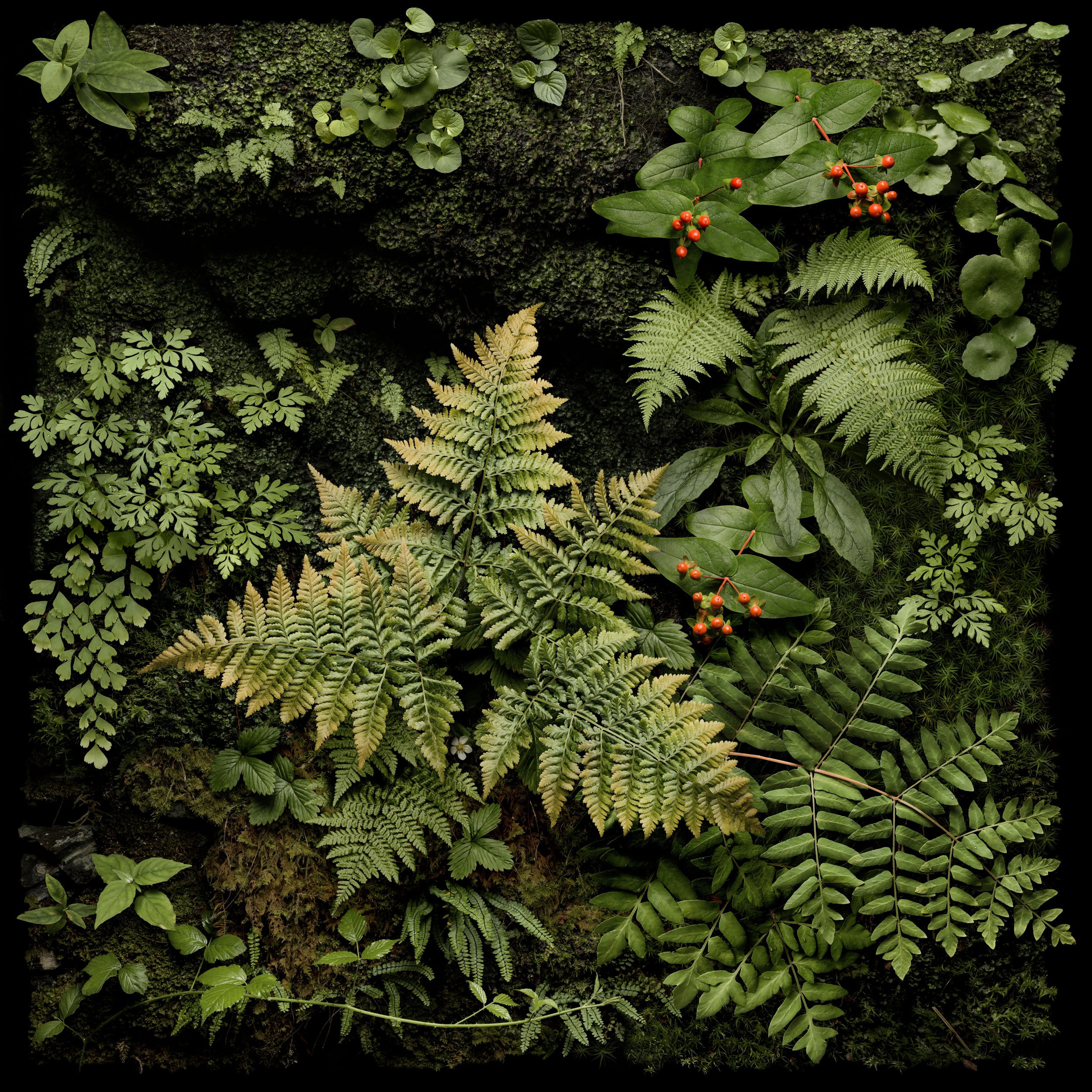 tutsan square-flat retouch.jpg