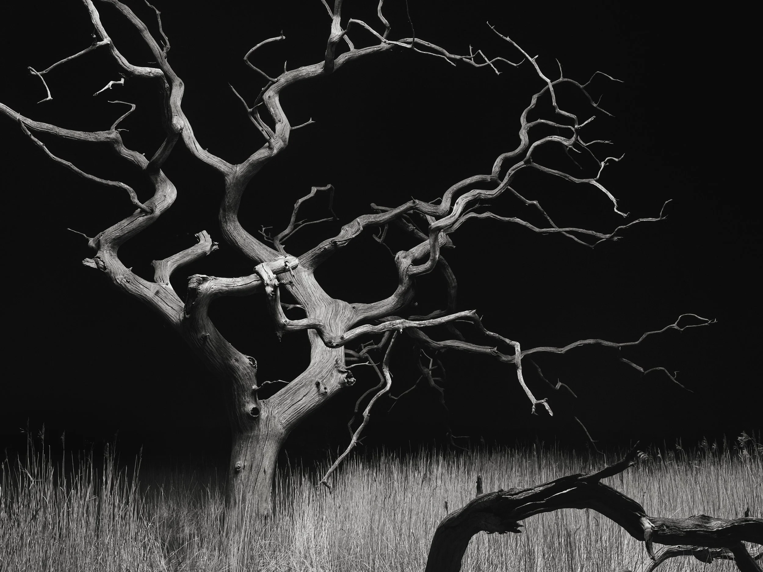 revenants of the marsh 2_crop.jpg
