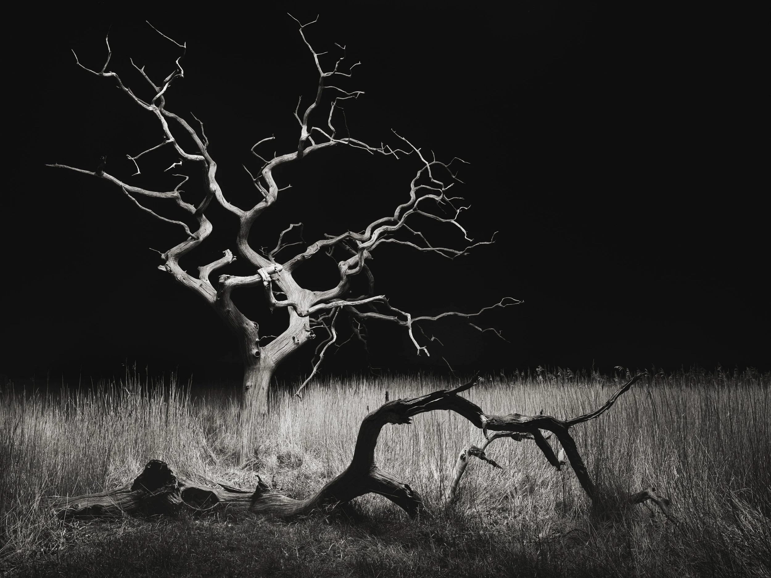 revenants of the marsh 2.jpeg