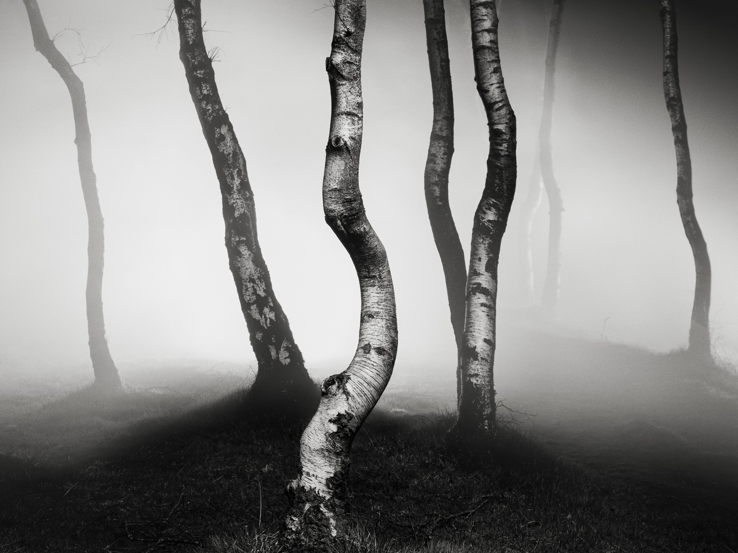 Run into the WIld Night_crop.jpg