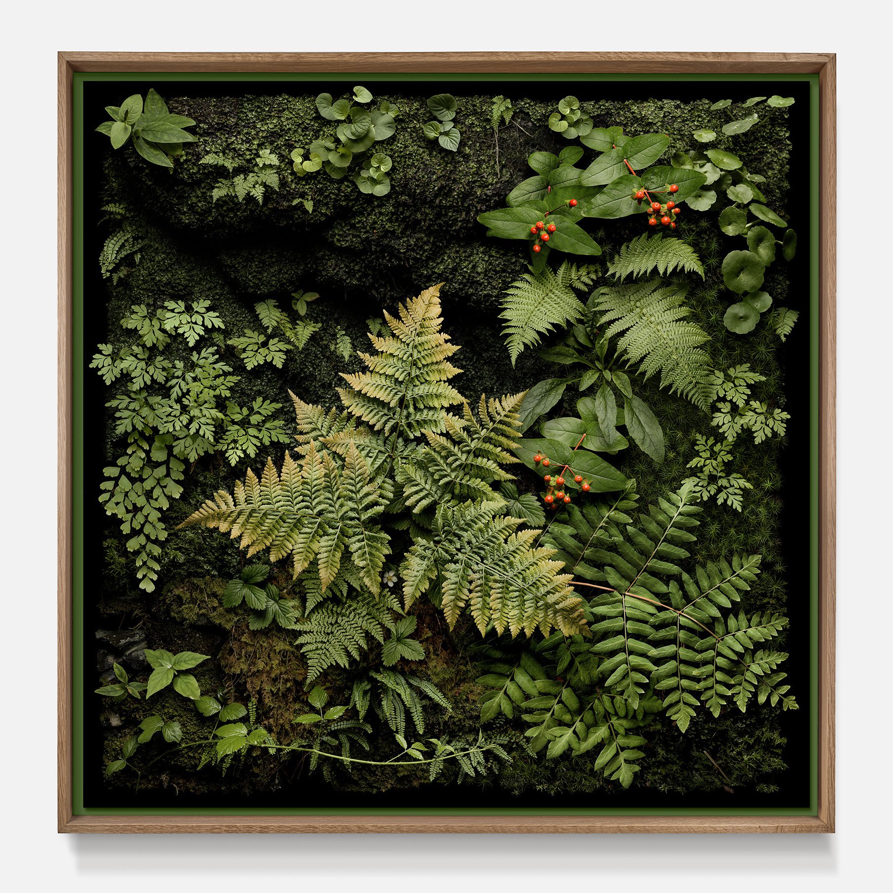Tutsan 80 x 80 square