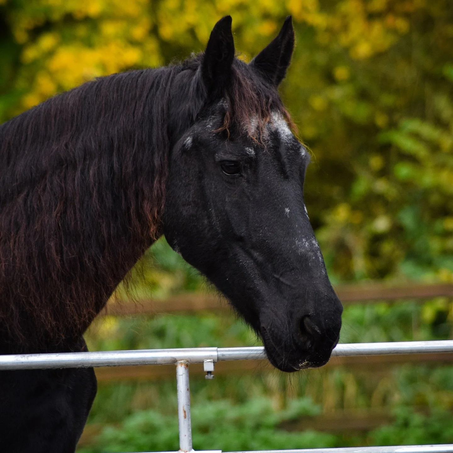 Onze paarden 🐴🤎💚 deel 1

Doutsen is ons grootste paard. Ze is ontzettend lief. We hadden met haar een start vol blessures, daar is ze nu gelukkig (zo goed als) van hersteld. Ze moet nog veel leren en dat wilt ze ook zo graag! Het is een geweldig p