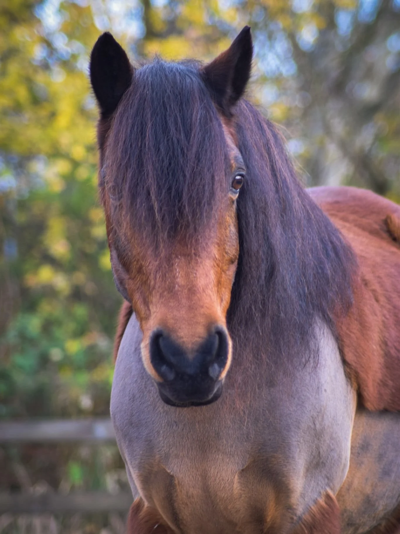 Onze paarden 🧡 deel 2

Balou is onze (inmiddels al 🤯) 15 jarige Dartmoor ruin. Balou komt uit een natuurgebied dus we hadden in het begin onze handen aan hem vol. 
Met zijn prachtige bos manen is het soms moeilijk om zijn ogen te zien, en omdat zij