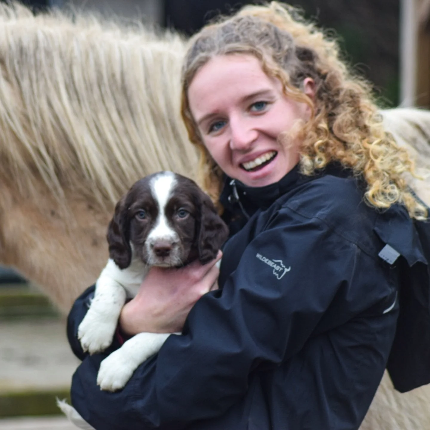 Welkom Goofy 🥰🐶

Een nieuwe bewoner! En dit keer geen paard 🐴 maar een hele lieve en knappe Engelse Springer Spani&euml;l. Gisteren kwam Goofy bij ons wonen en we zijn al zo dol op hem 🥰

Vanmorgen was ik alleen met Goofy dus hij mocht mee de paa