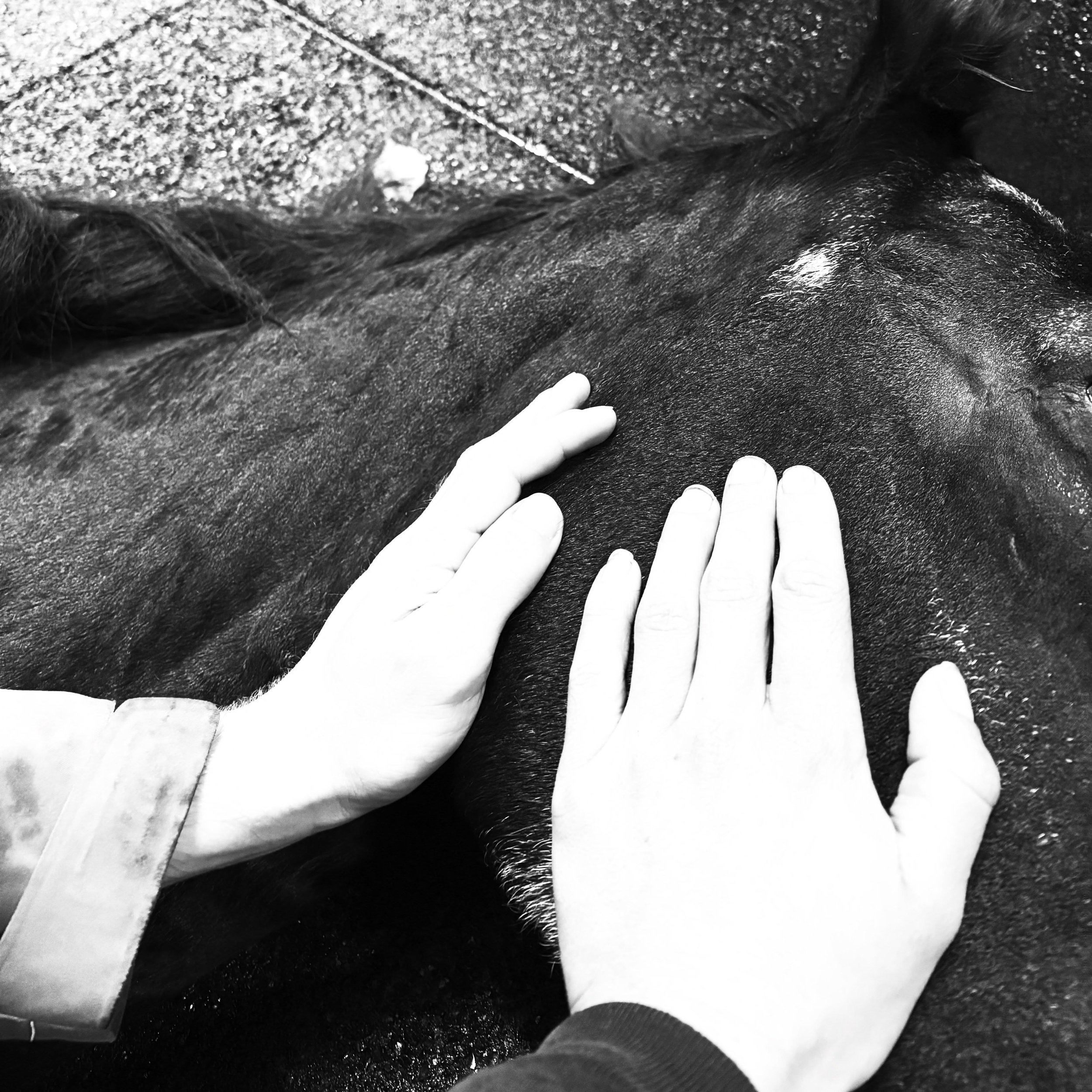 We hebben verdrietig nieuws 💔
Vandaag moesten we afscheid nemen van onze lieve Doutsen. 

Bijna 3 weken geleden had Doutsen een ongelukje, dat was het begin van een periode vol gedokter, onderzoeken en behandelingen. Naast dat ze moeilijk liep, blee
