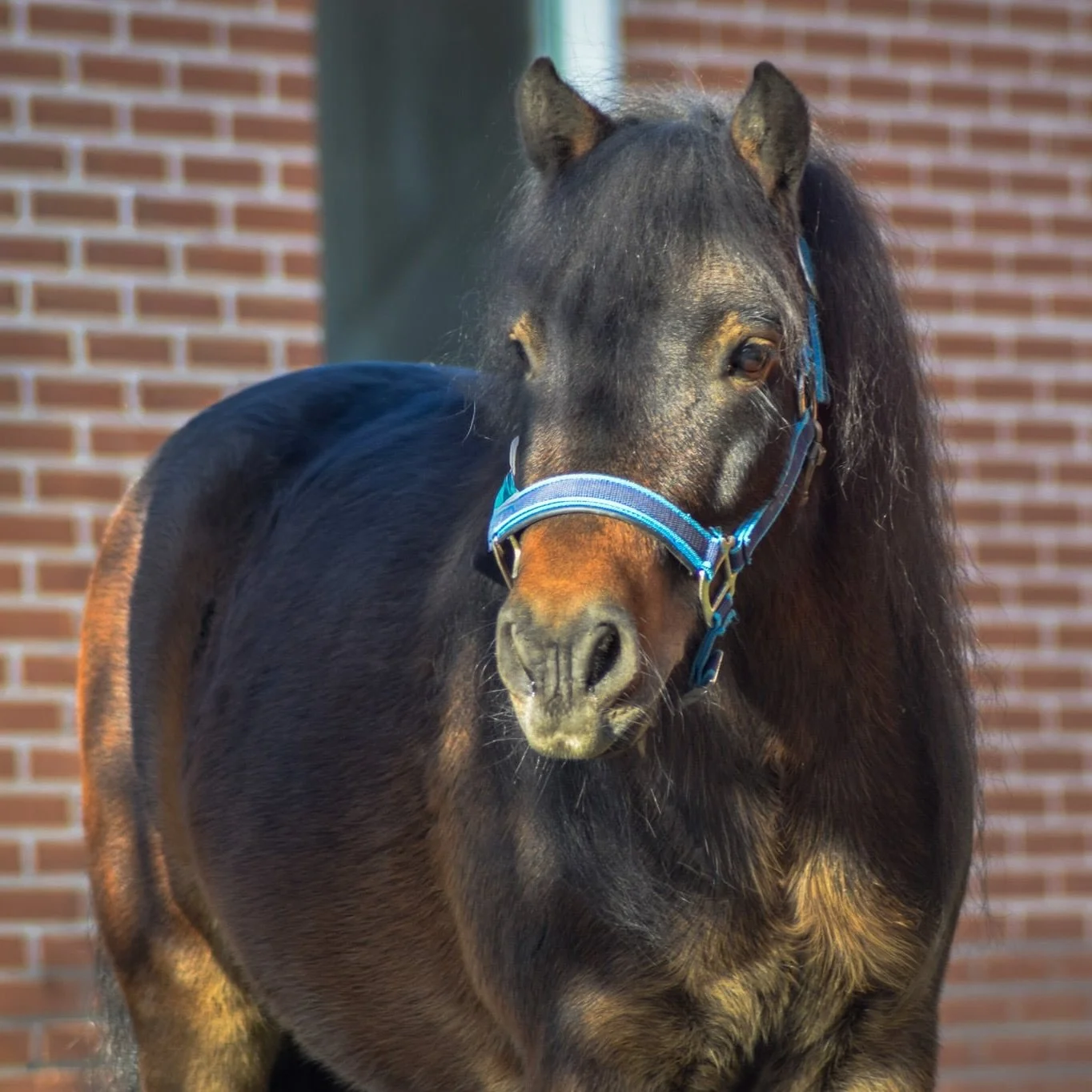 Meet Karel!

Karel is pas sinds zaterdagavond bij ons op stal, maar het voelt alsof hij er al v&eacute;&eacute;l langer is! 🥰

We zijn zo blij dat Karel ons pony team komt versterken! Hij heeft zijn eerste lesjes al meegedaan en deed dat heel erg go
