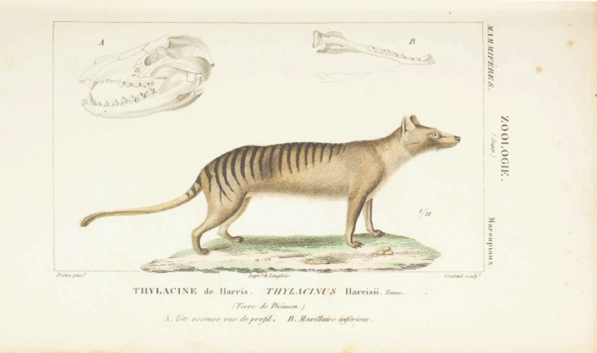 A Thylacine in Paris