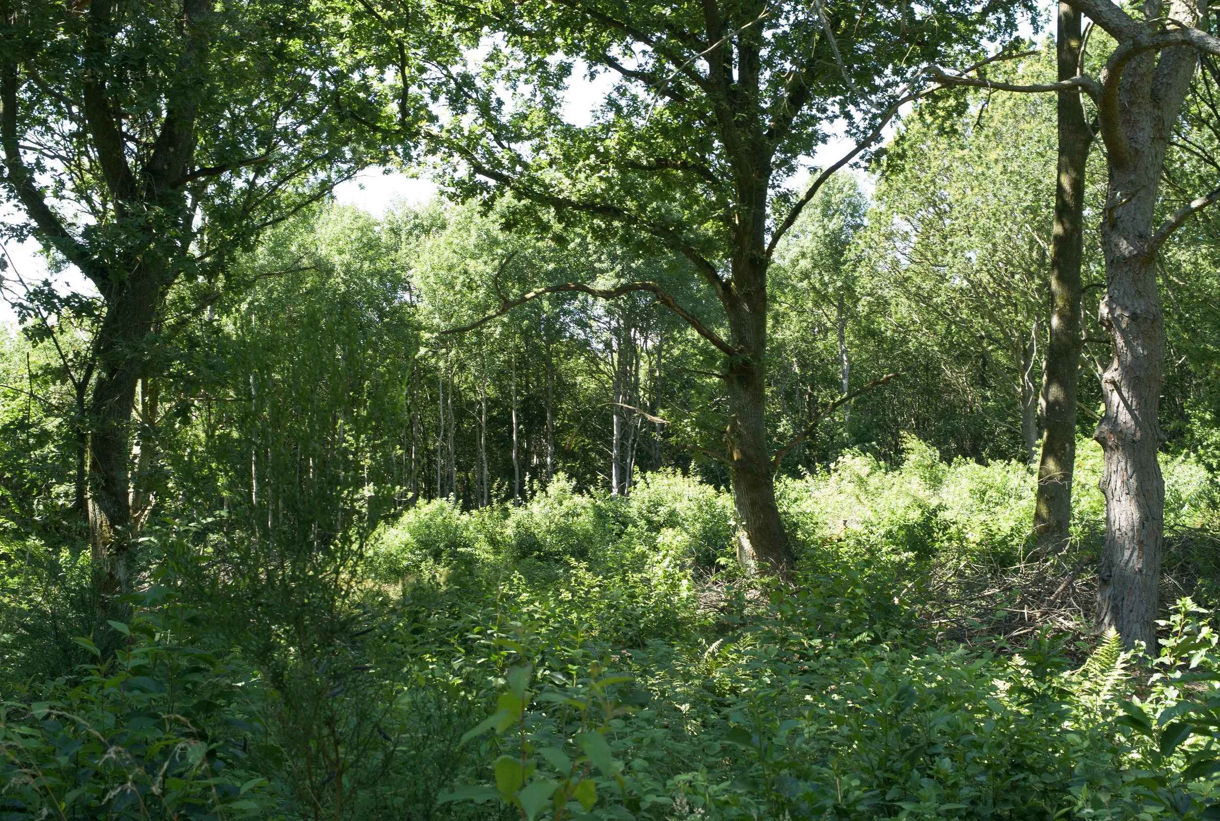 L1020385.jpg