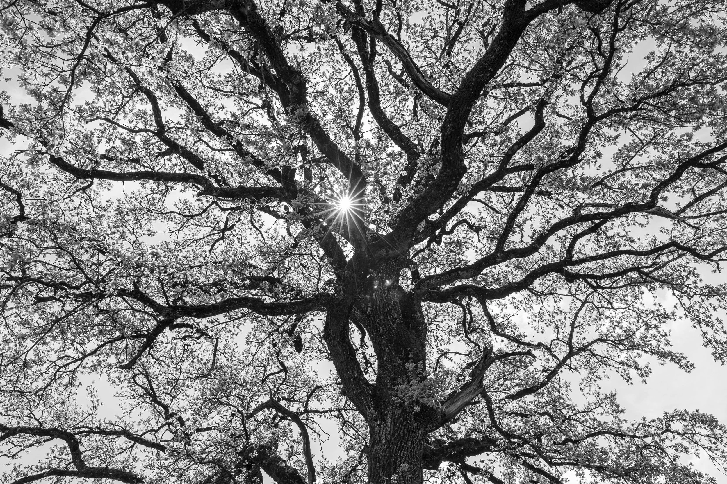 Blick nach oben auf einen großen Baum mit verzweigten Ästen und Blättern, die Sonnenstrahlen durch die Äste lassen. Schwarz-Weiß-Foto.