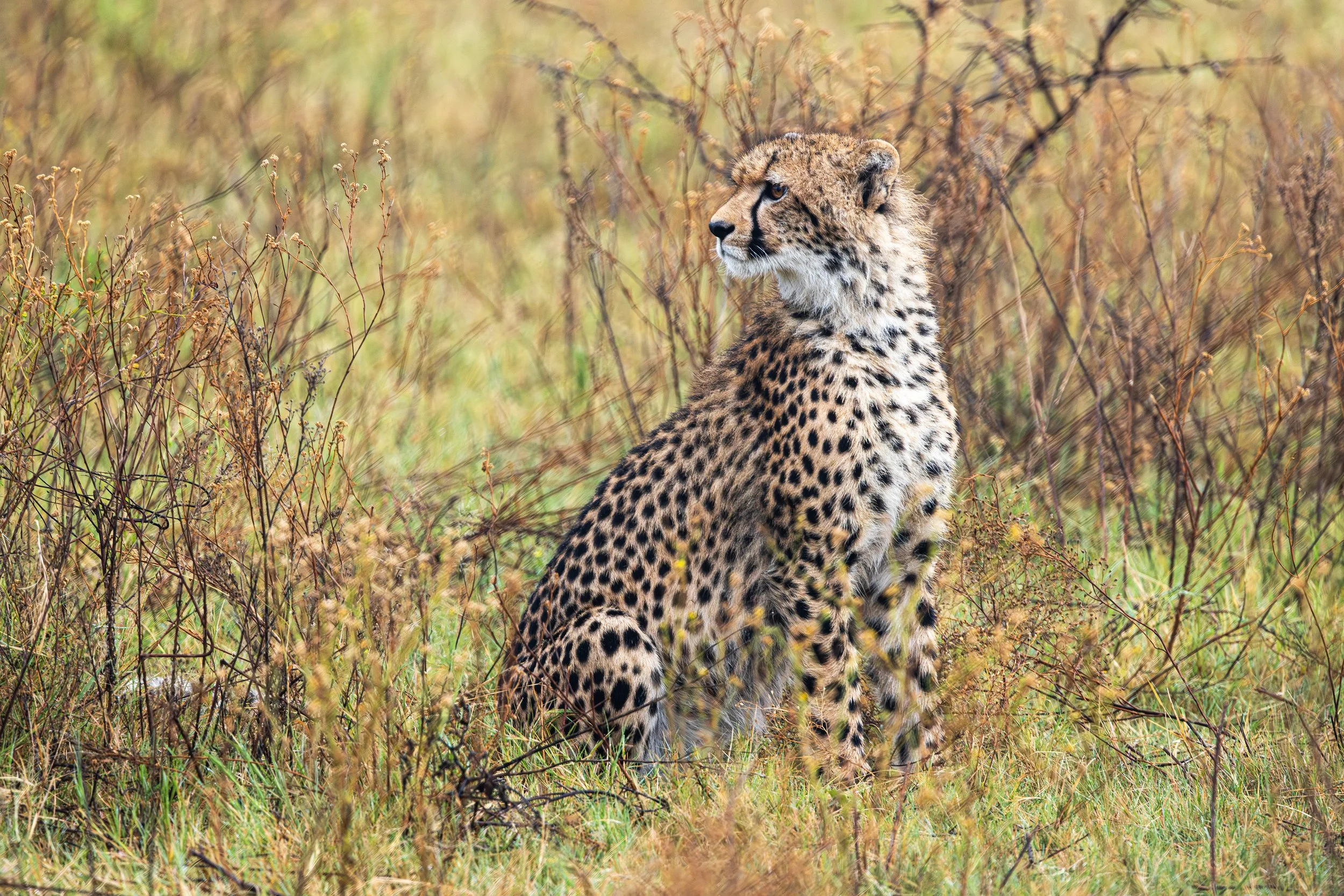 CHEETAH