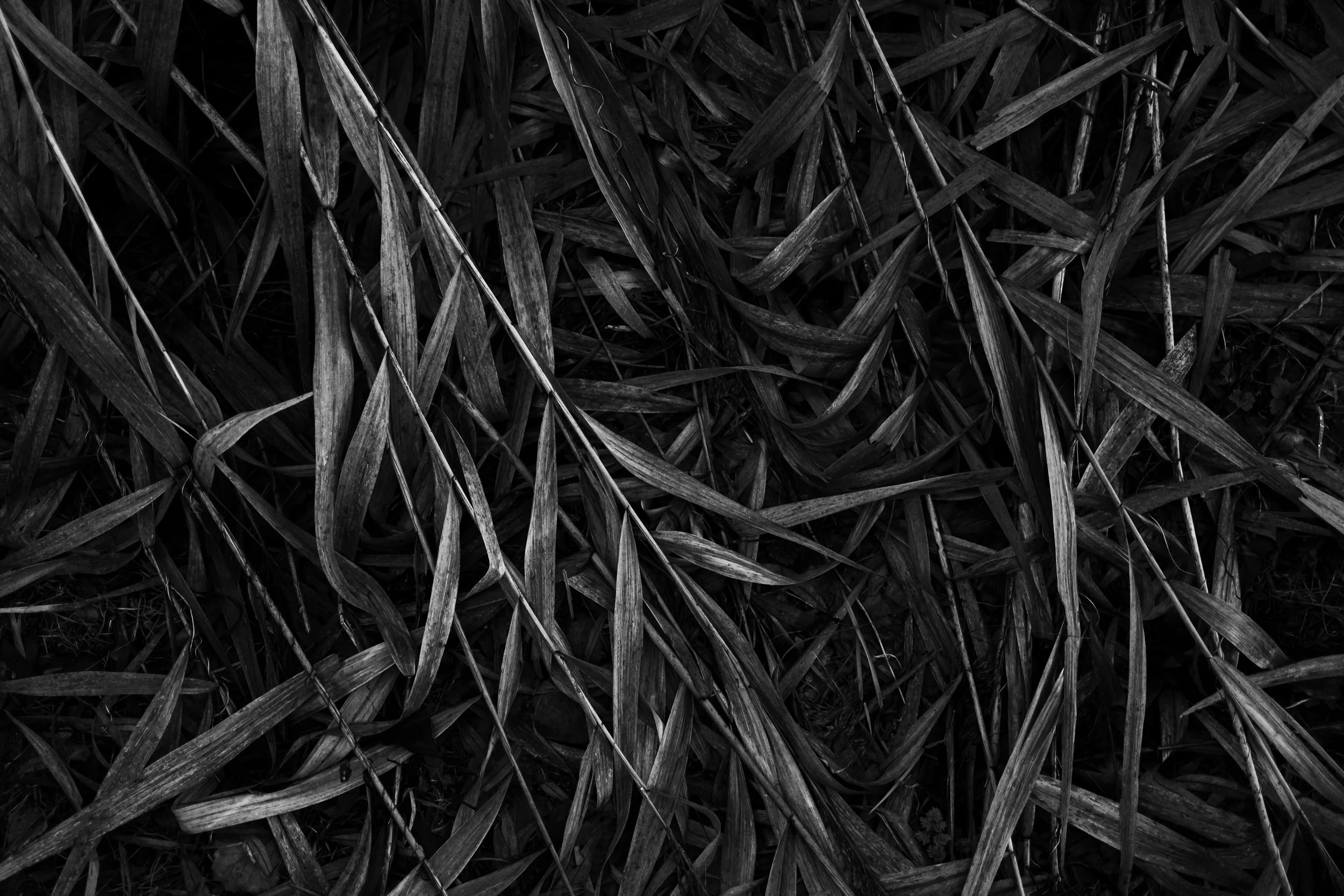 Schwarzes und weißes Bild von dichten, vertikalen Gras- oder Pflanzenblättern.