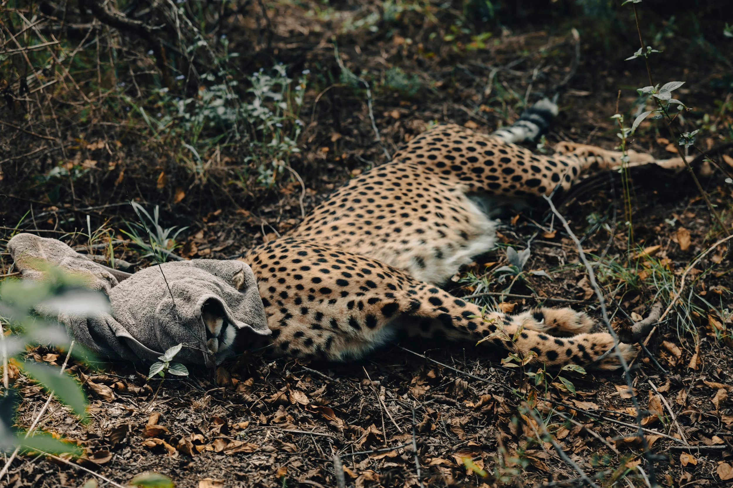 26-04 Safari-Südafrika_Gepard-Umsiedlung _27_klein.jpg