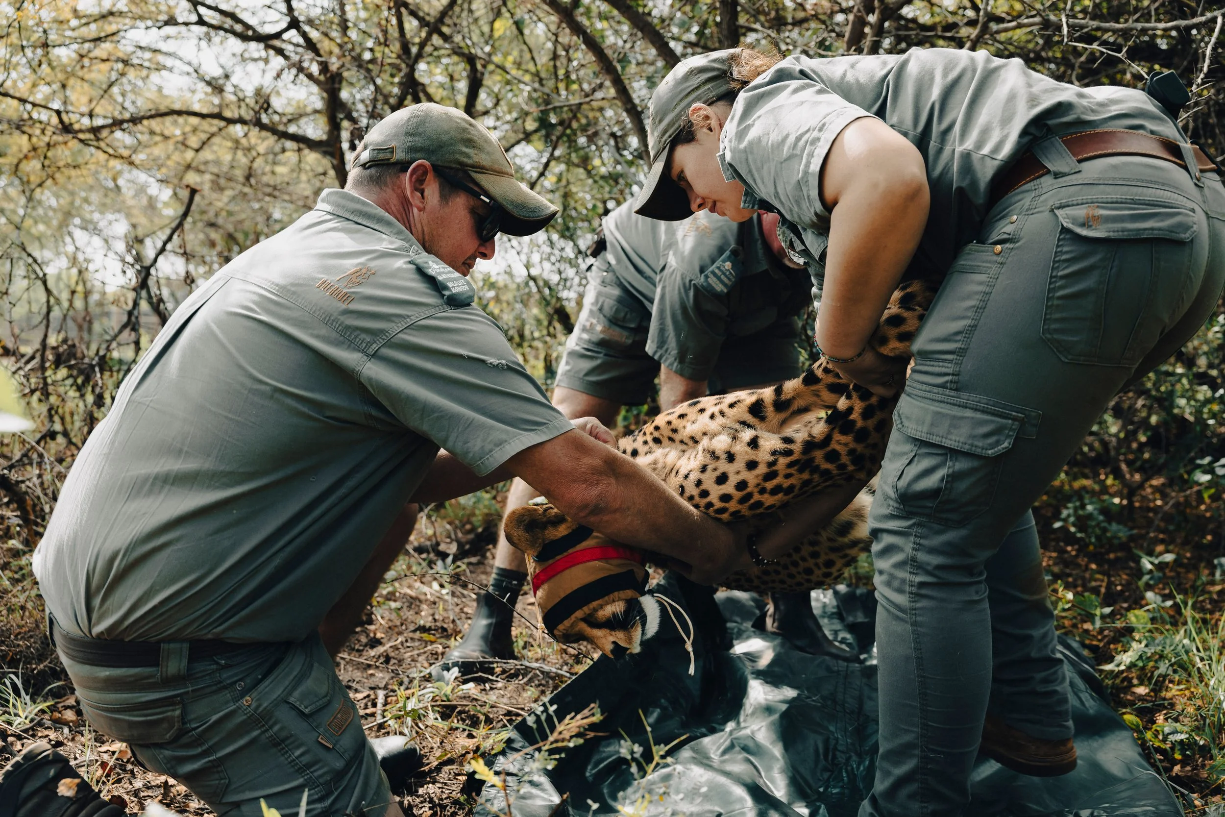 26-04 Safari-Südafrika_Gepard-Umsiedlung _31_klein.jpg