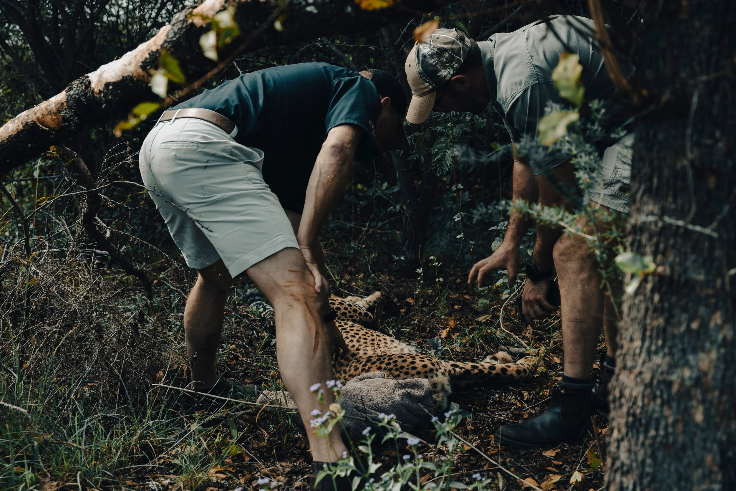 26-04 Safari-Südafrika_Gepard-Umsiedlung _26_klein.jpg