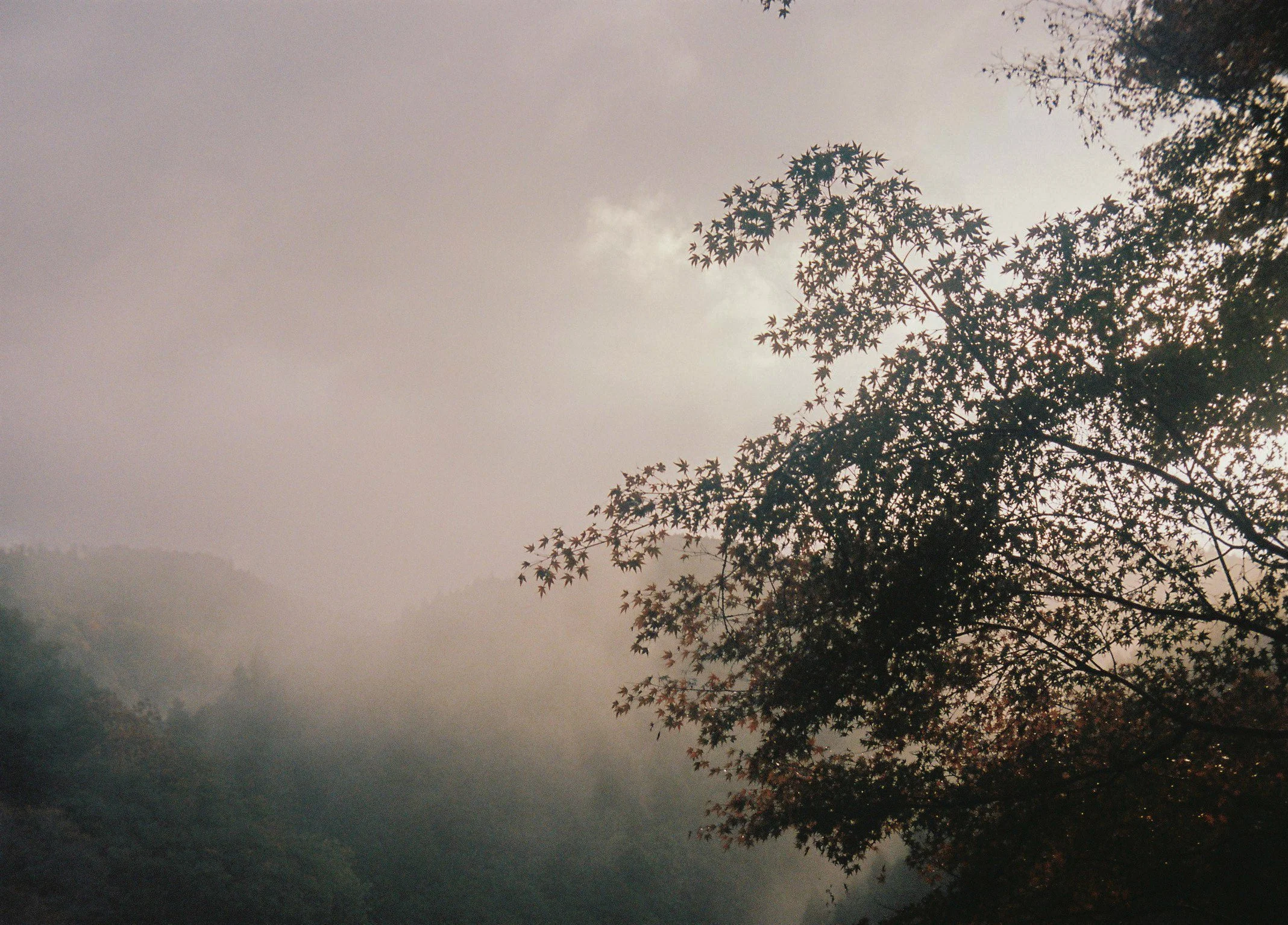 A foggy landscape with a tree with star-shaped leaves in the foreground, and mist-covered hills in the background.