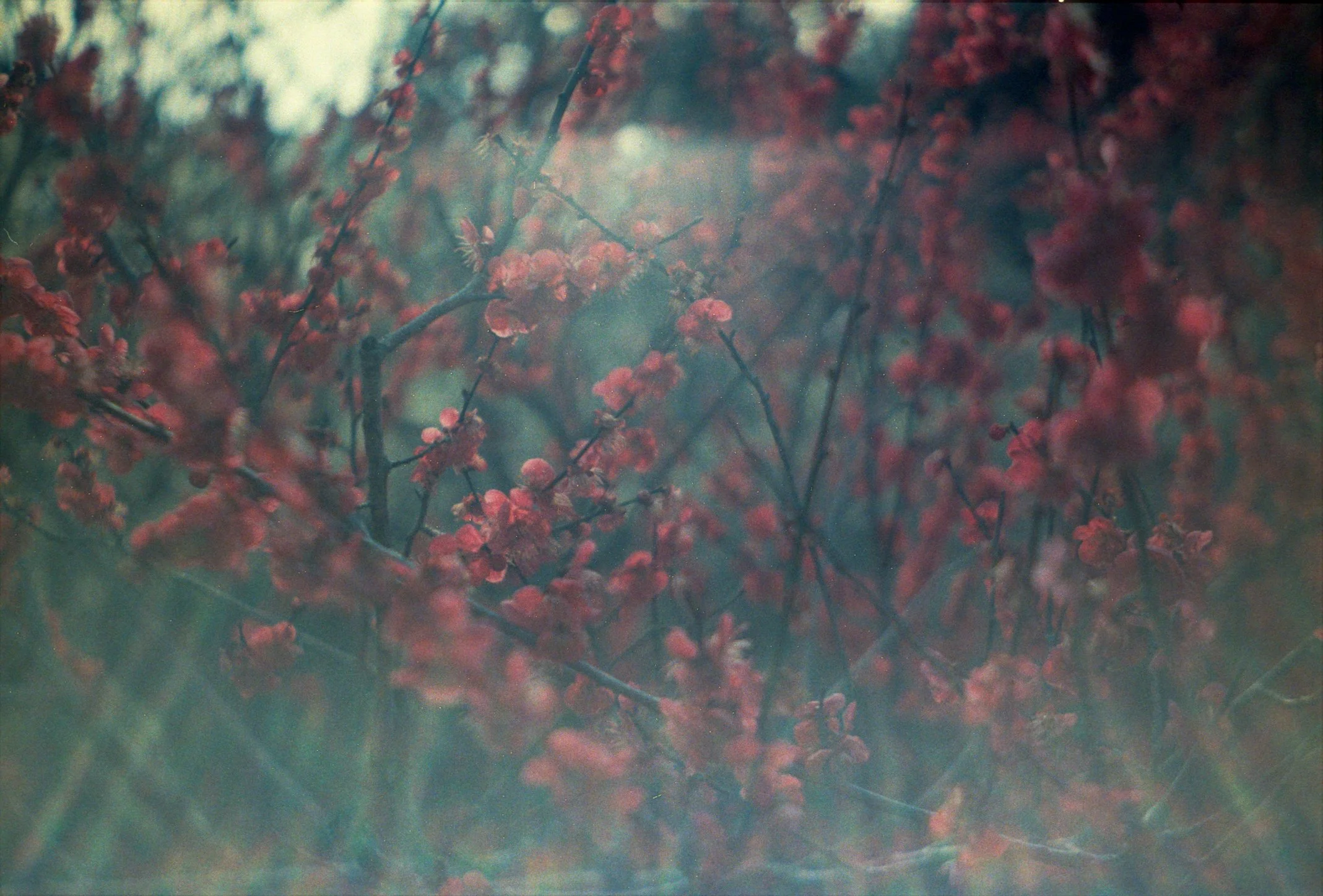 scent of plum 1.jpg