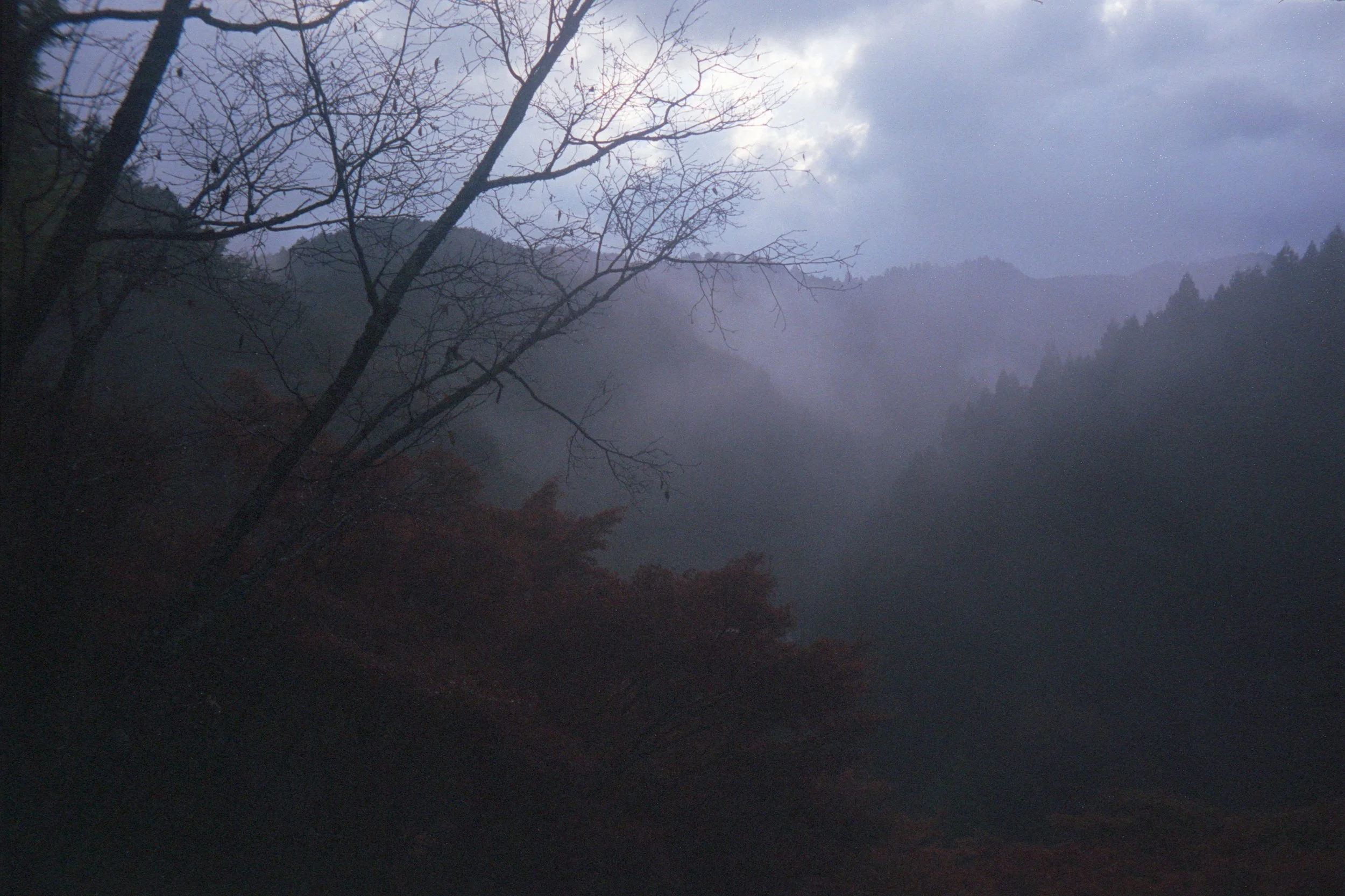 Yoshino on  autumn.jpg