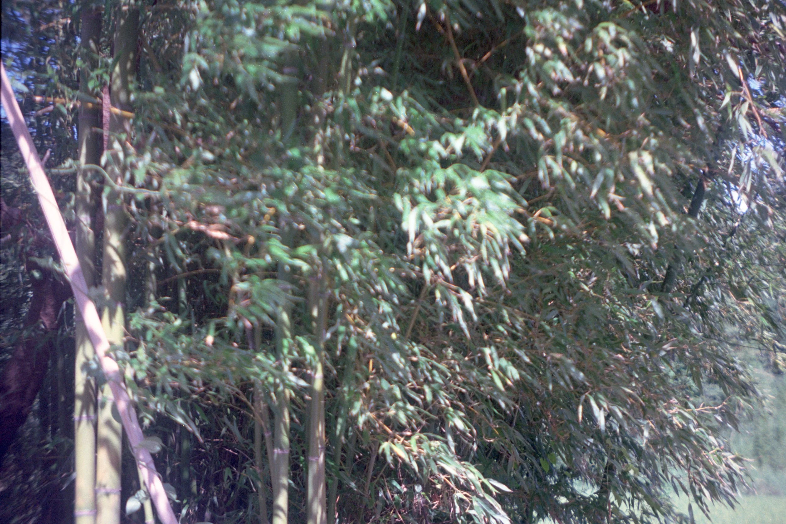 Bamboo trees2.jpg