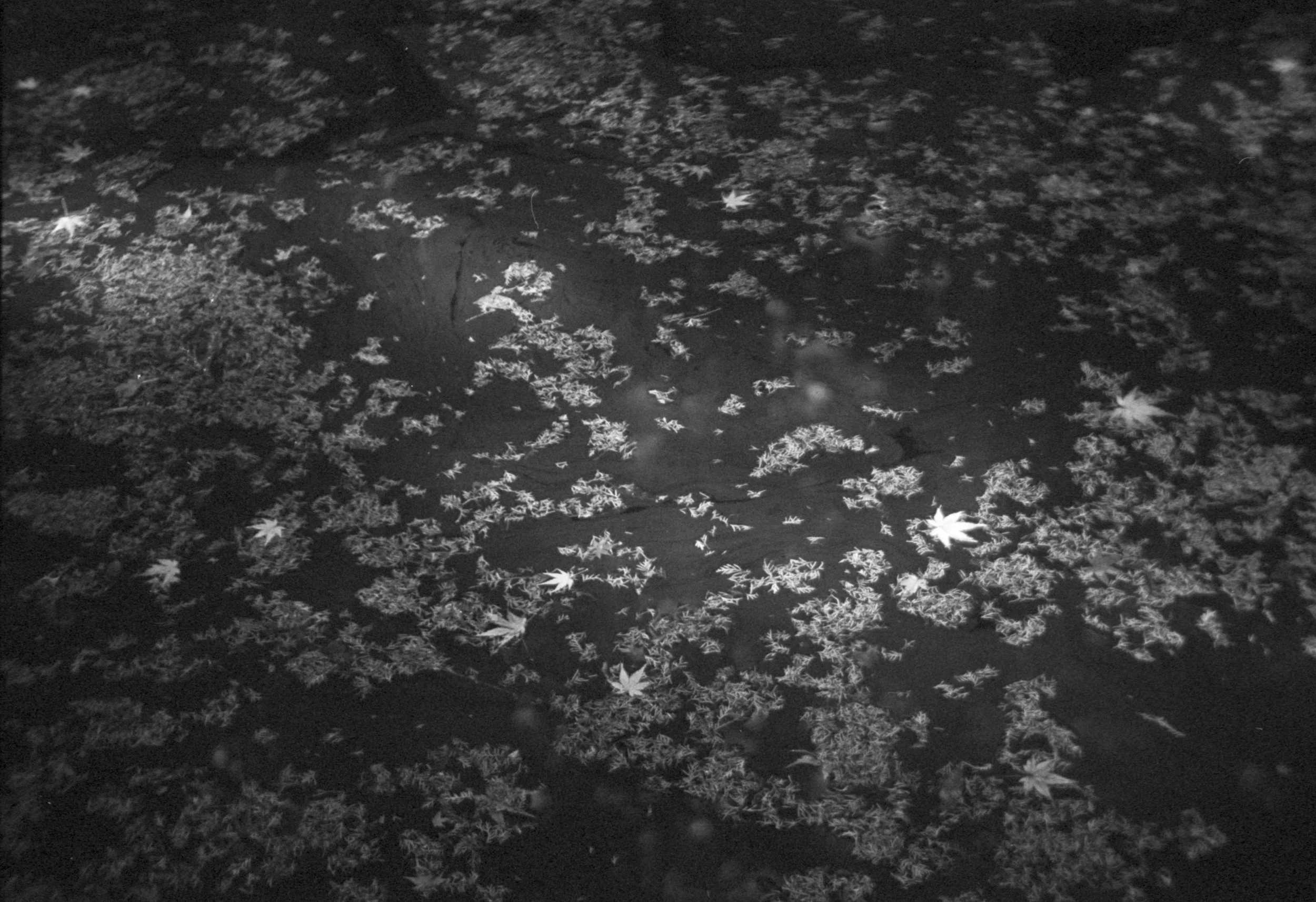 fallen maple leaves on a pond.jpg