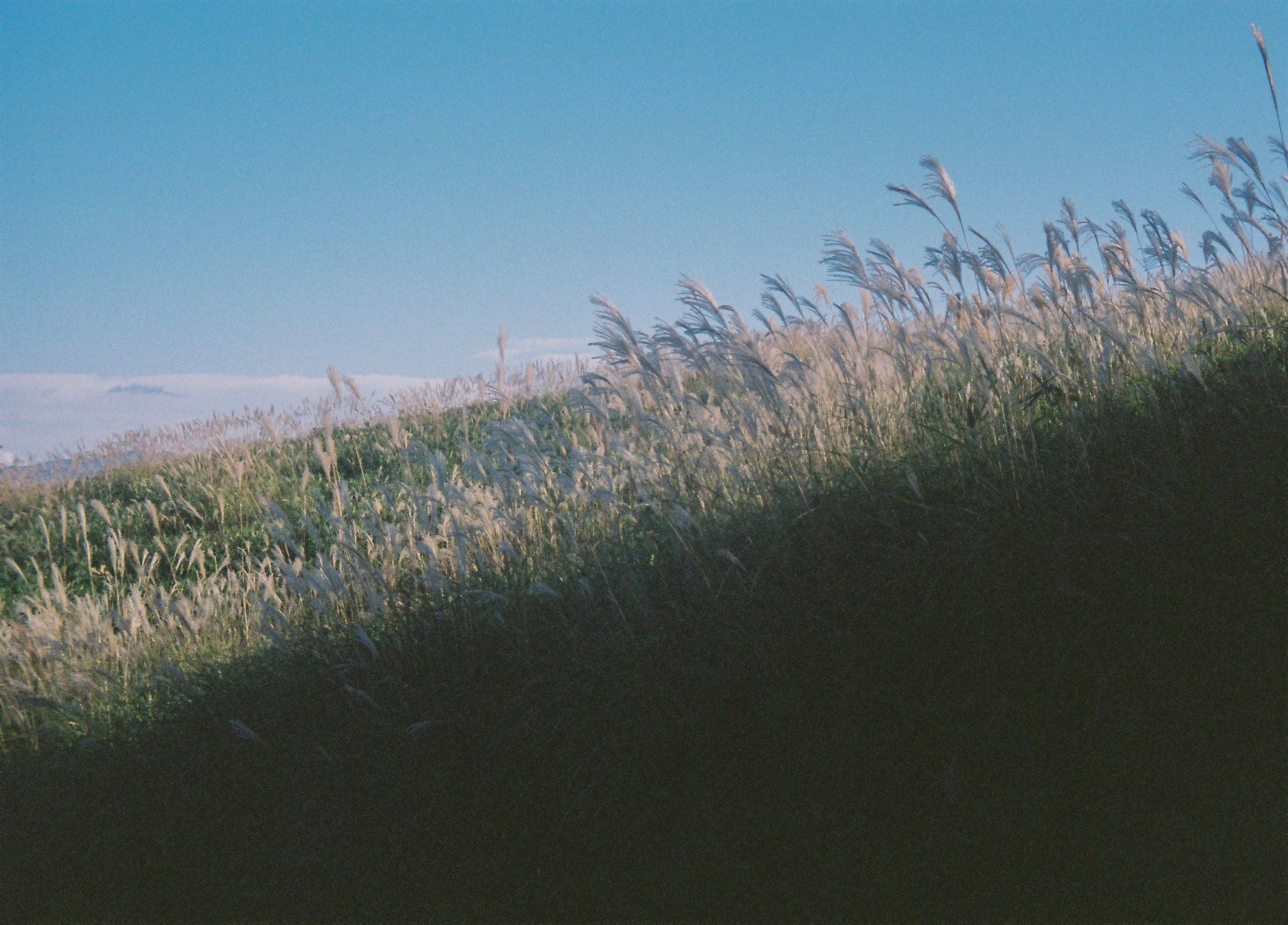 Pampasgrass.jpg