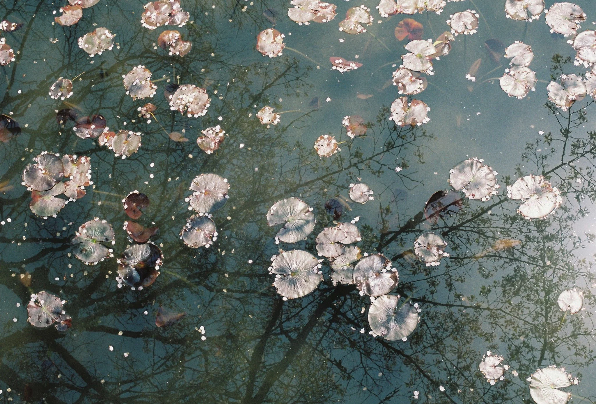 fallen sakura petals on a pond.jpg
