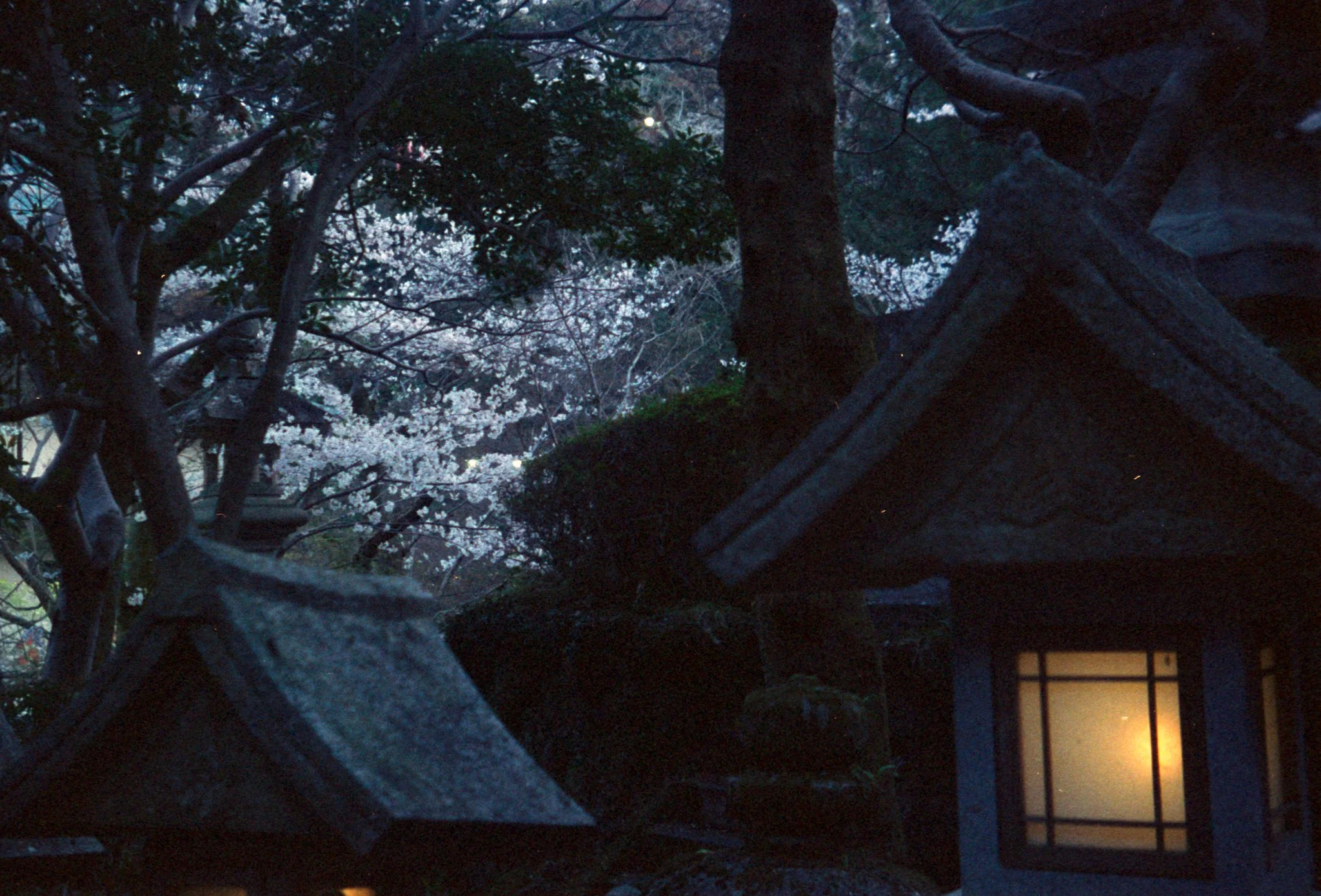 Cherry blossom with lanterns.jpg