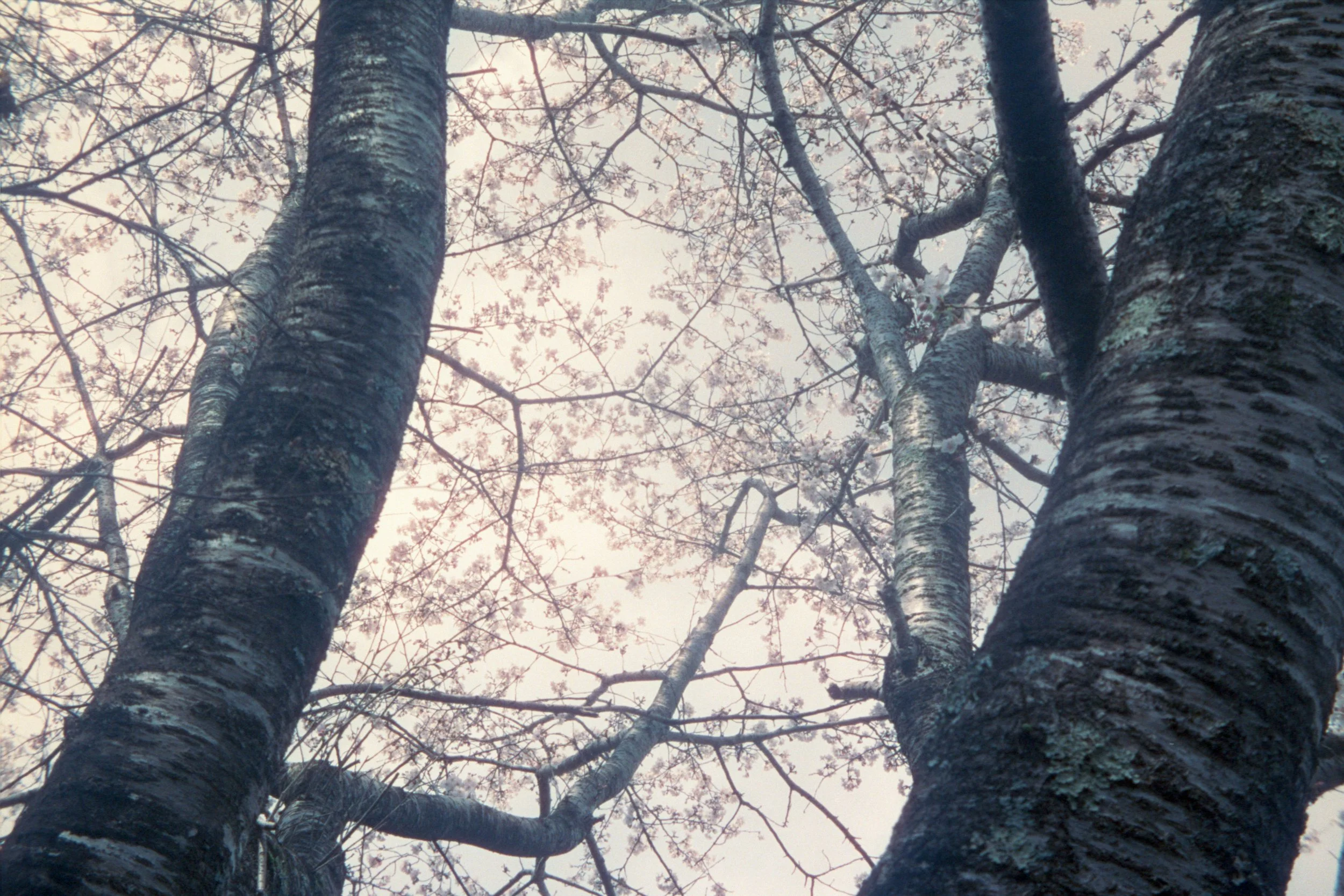 Cherry blossom under a cloudy sky.jpg