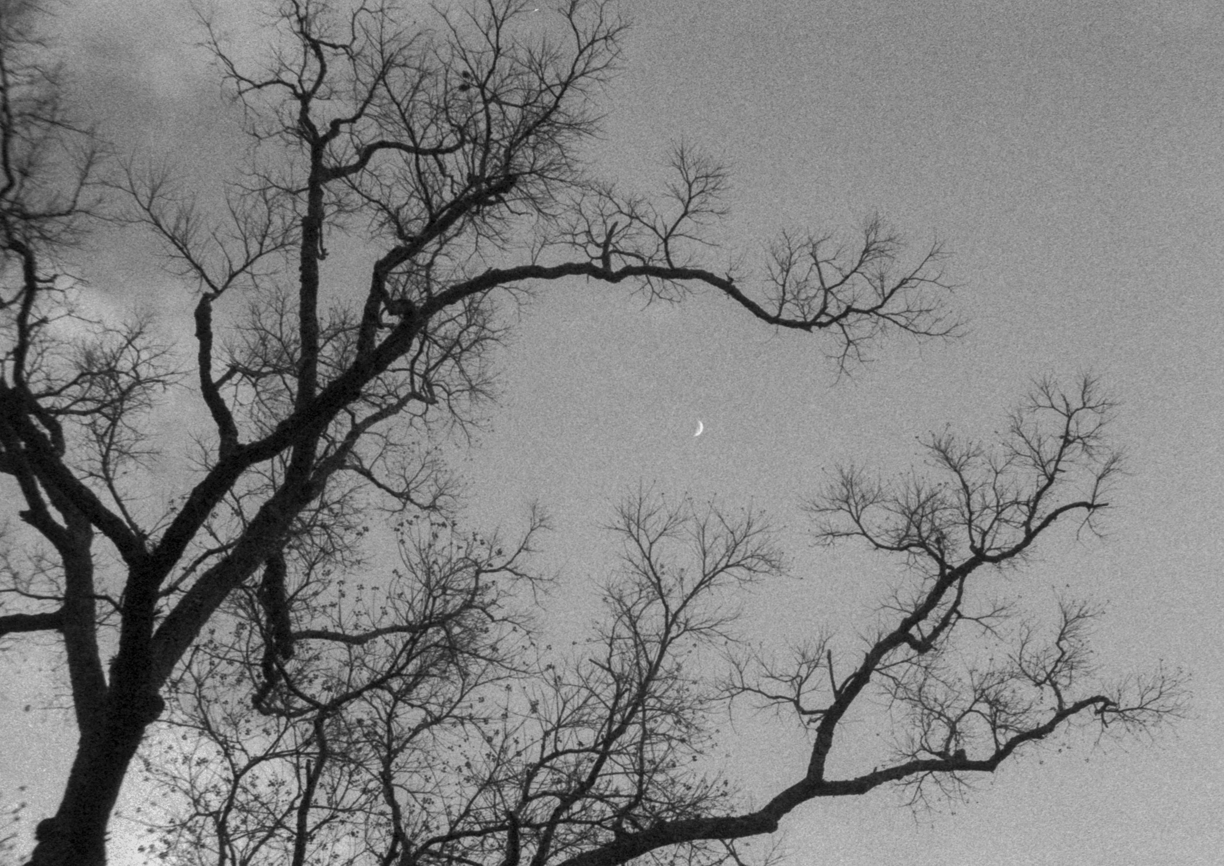 The moon through withered branches 3.jpg