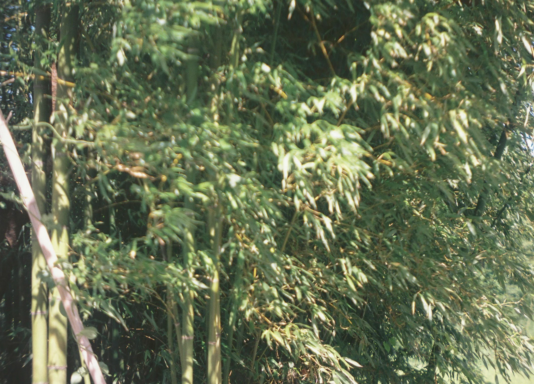 000032-3.jpg