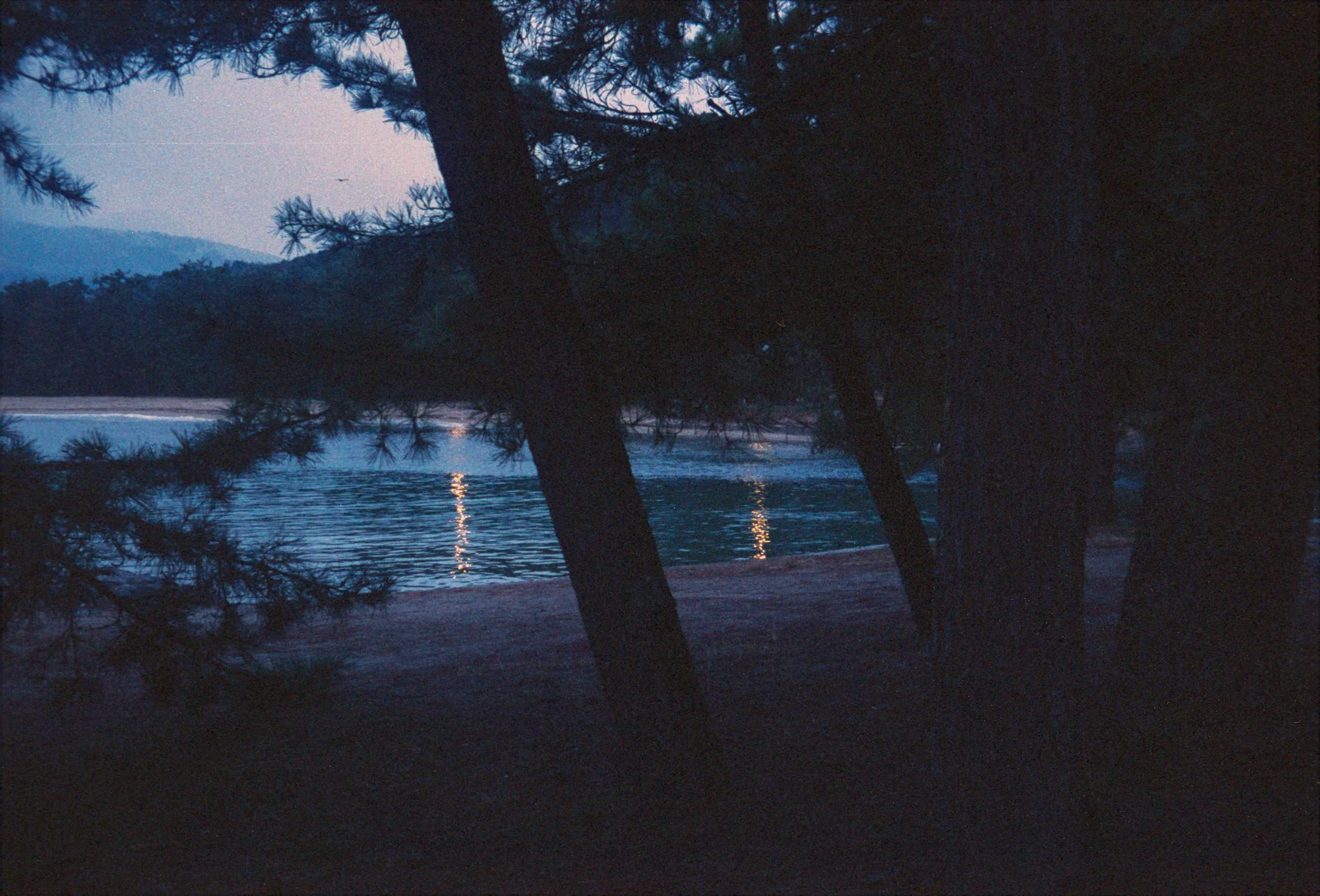 Pine trees early in the morning.jpg