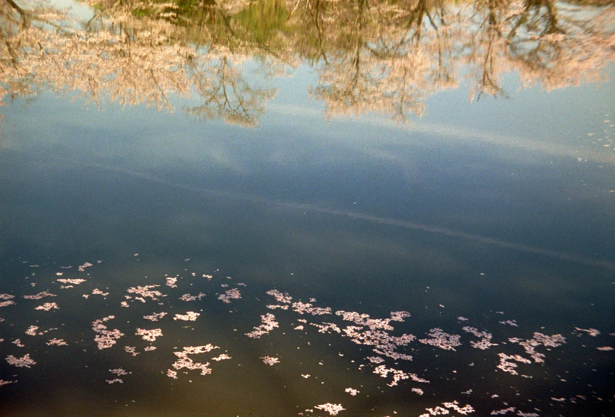 Cherry blossom on a pond.jpg
