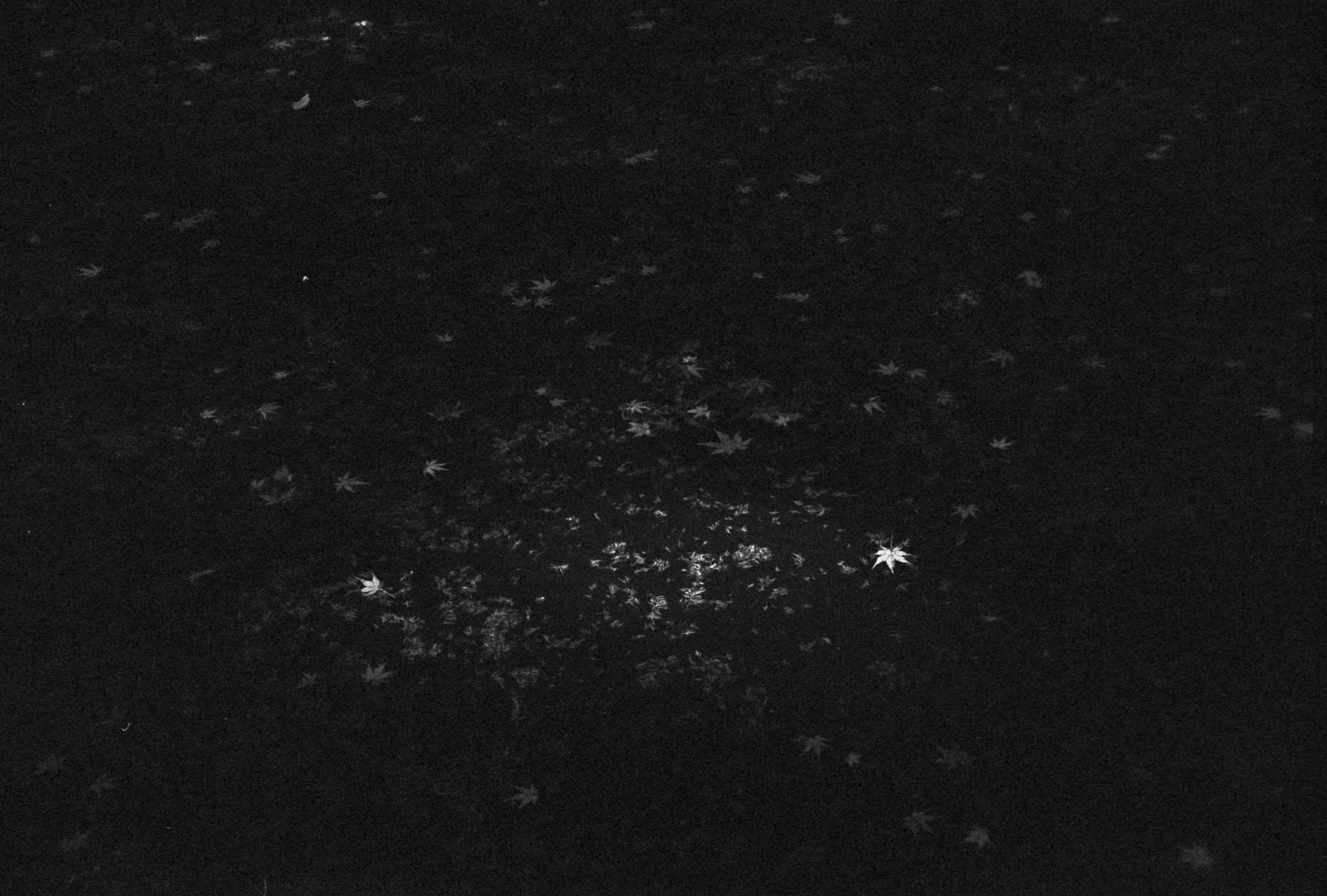 Fallen maple leaves B&W.jpg