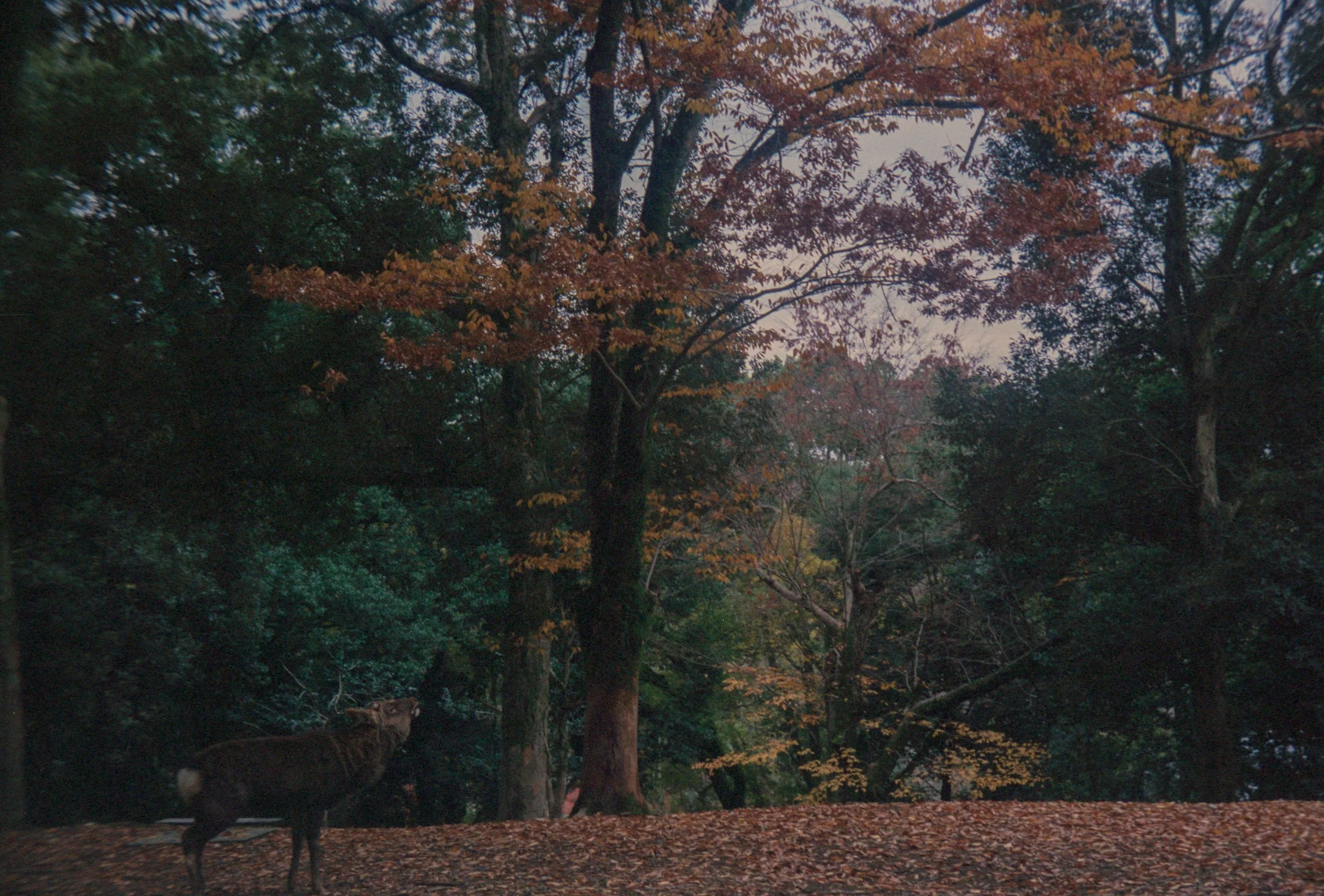 画像 (29).jpg